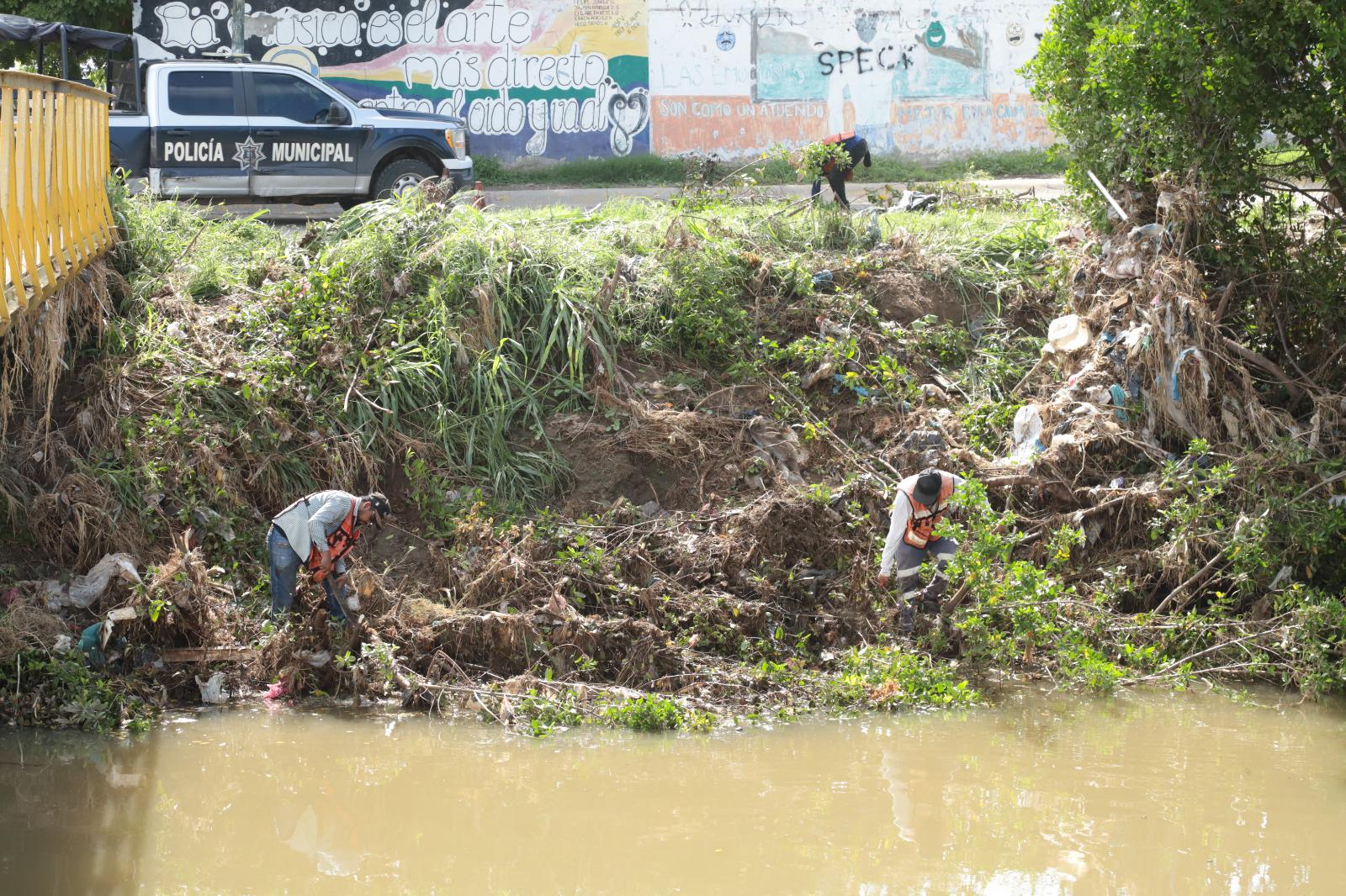 $!Brigada interviene en la tala de manglares protegidos en el Arroyo Jabalines en Mazatlán