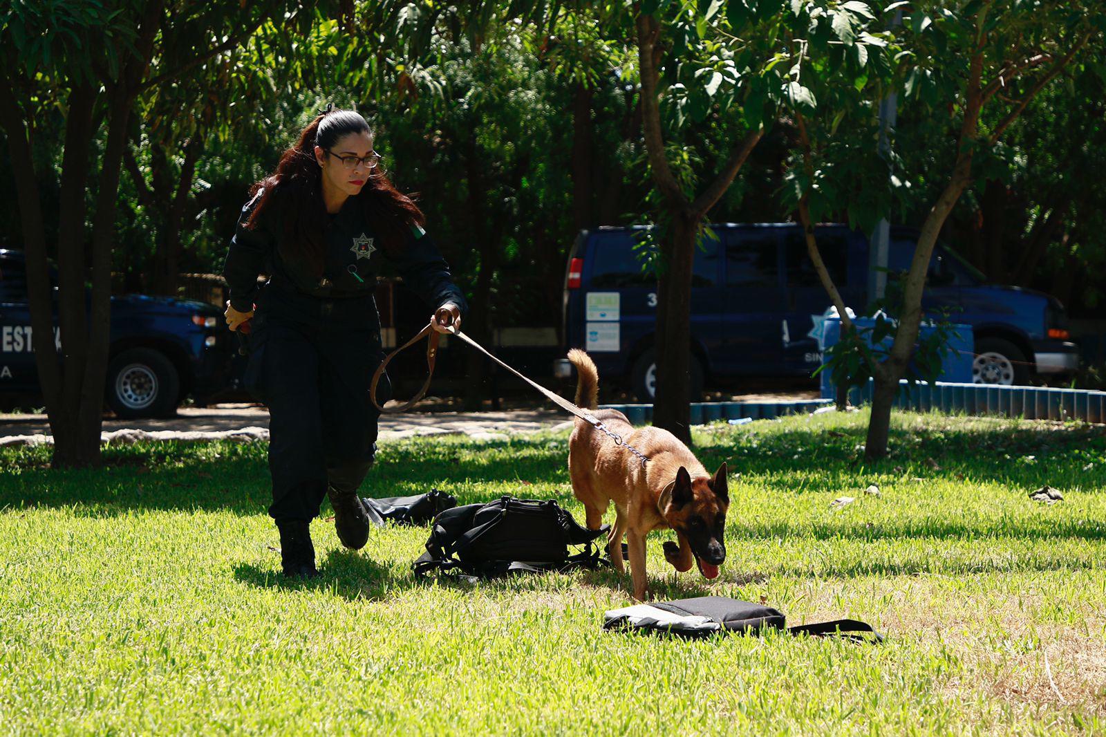$!Guardianes de la seguridad en Culiacán, héroes de cuatro patas