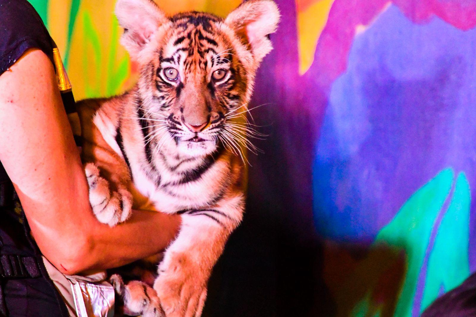 $!Presenta el Zoológico de Culiacán a 4 cachorros de tigre de bengala