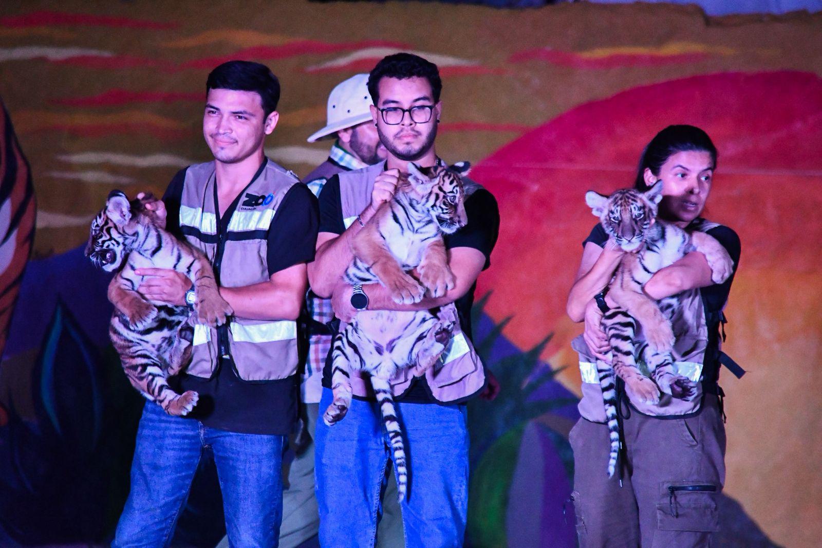 $!Presenta el Zoológico de Culiacán a 4 cachorros de tigre de bengala
