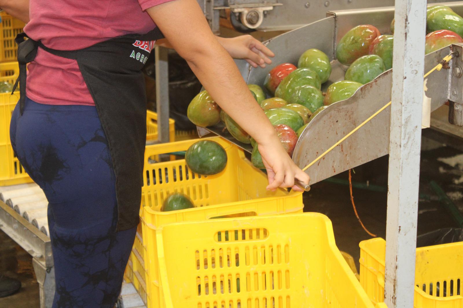 $!Exportación de mango, la cadena de trabajo detrás de cada caja empacada