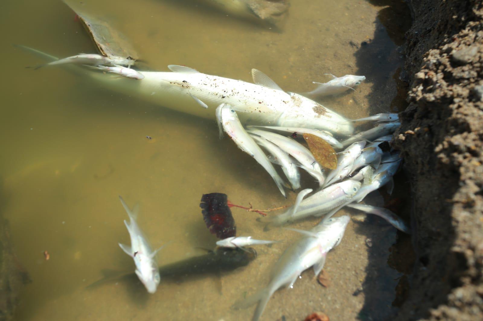 $!Aparecen peces muertos en el Estero del Yugo, al norte de Mazatlán