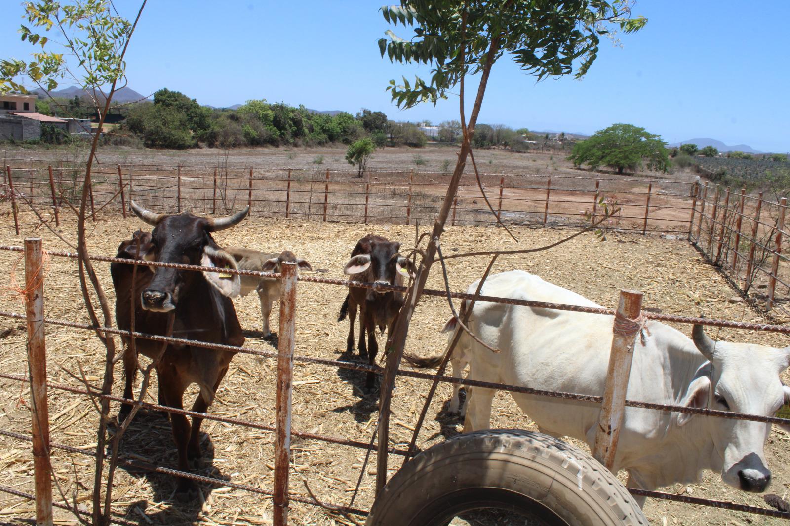 $!Líder ganadero en Rosario lamenta la falta de apoyo de las autoridades ante mortandad de ganado por la sequía