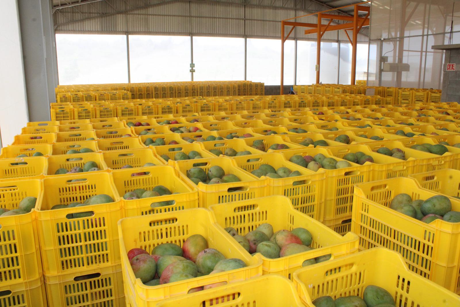 $!Empaques de mango en el sur de Sinaloa operaron al 40 por ciento de su capacidad