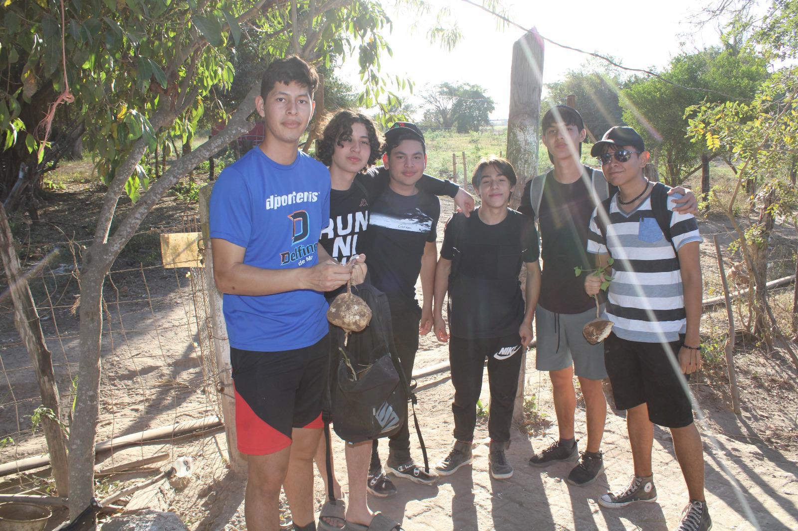 $!Se unen en Rosario a la tradicional cosecha de jícama