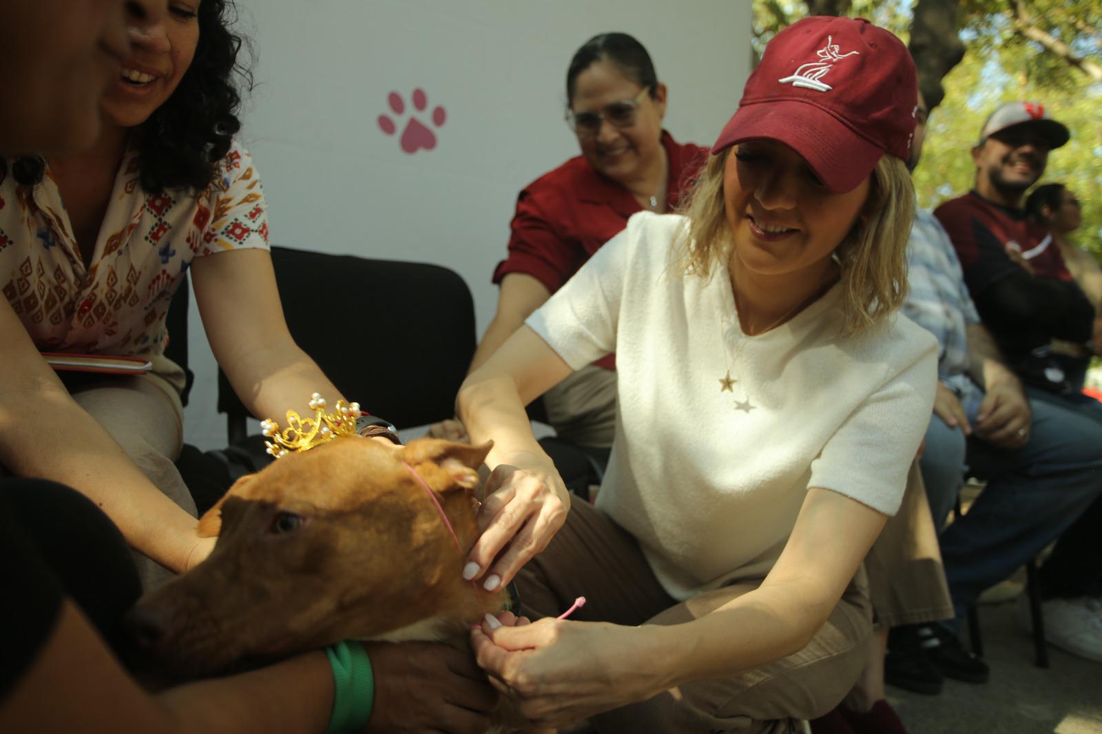 $!Avanza ‘Huellitas del Bienestar’ con 74 adopciones y más de 7 mil esterilizaciones para perros y gatos en Mazatlán