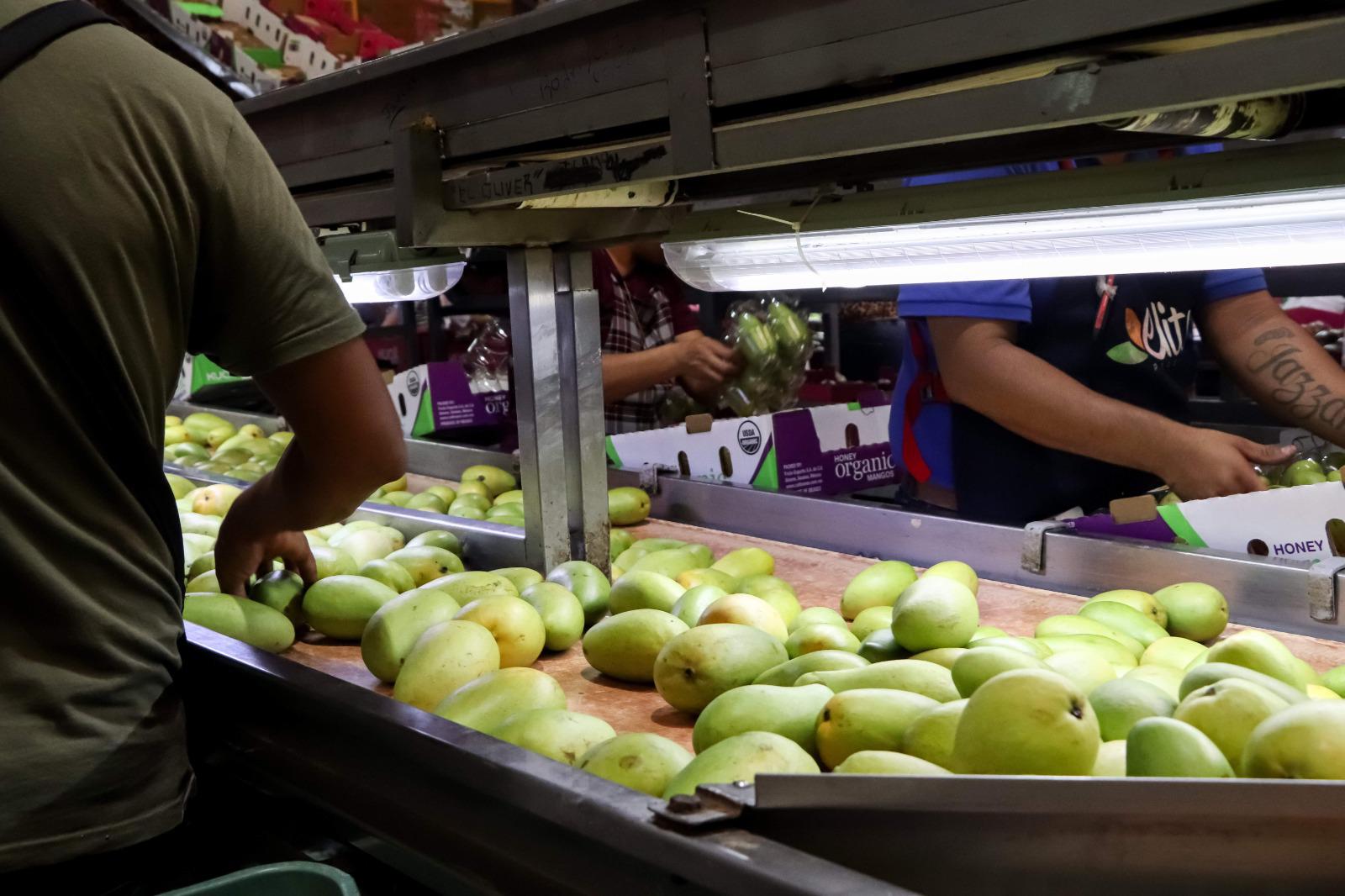 $!Se mantiene exportación de mango mexicano hacia Estados Unidos: Sader