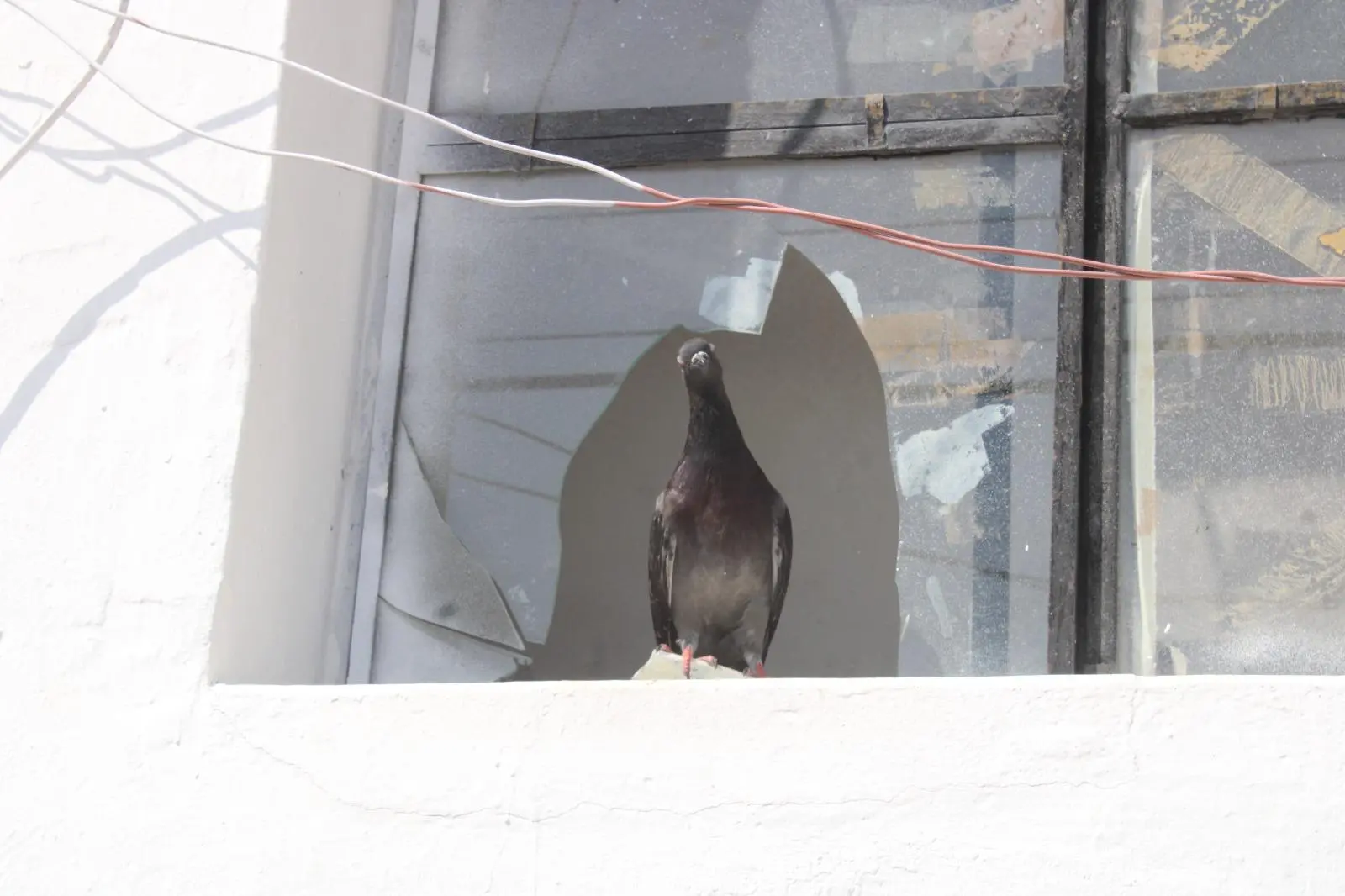 $!Decoran fachada del Ayuntamiento de Rosario; olvidan malas condiciones del resto del edificio