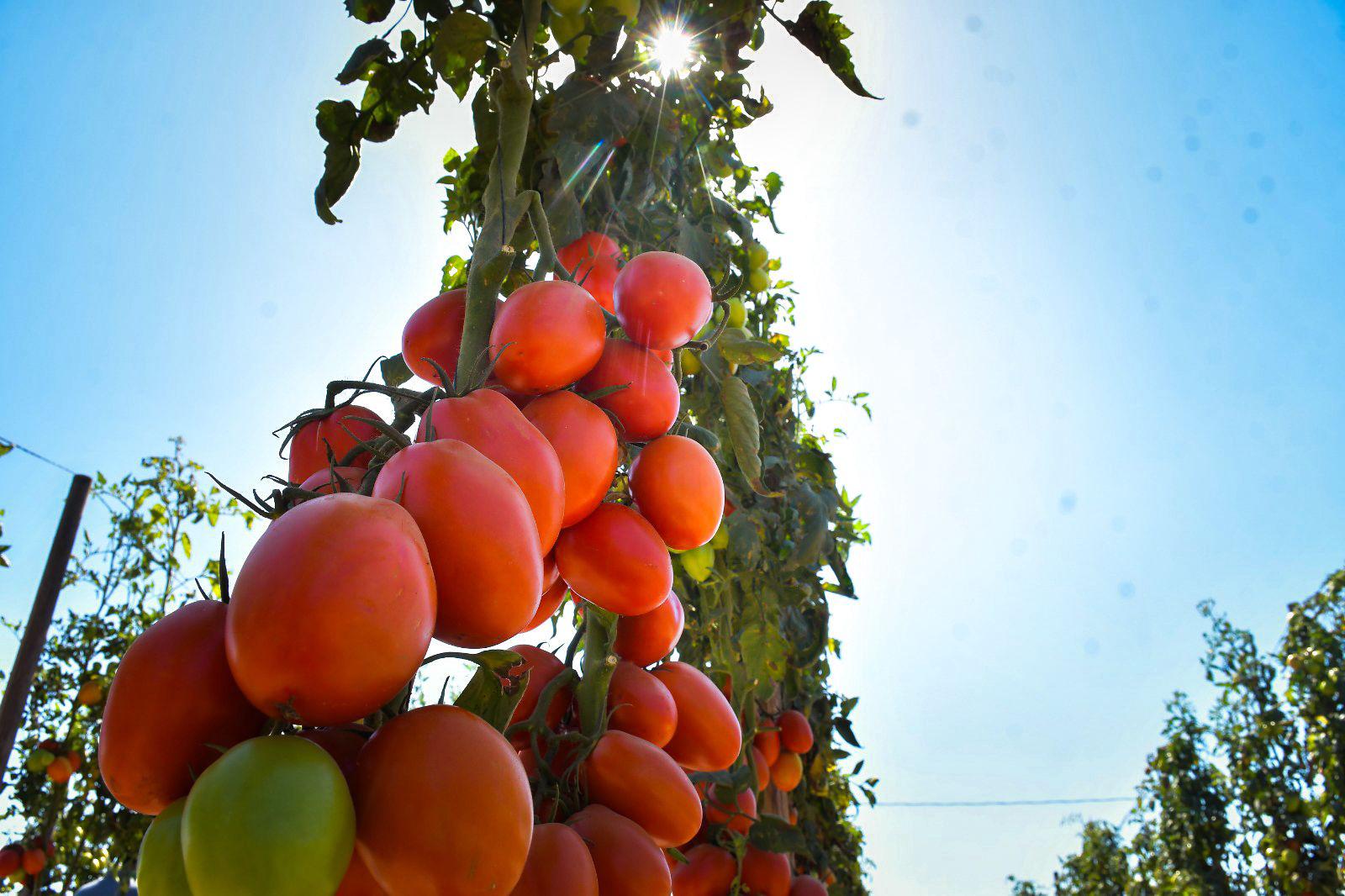 $!Arranca la Expo Agro Sinaloa 2026 en Culiacán; reúne a productores, empresas y autoridades