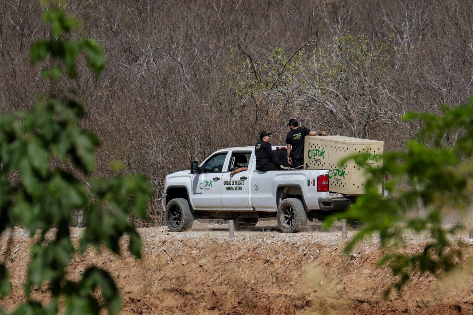 $!Ostok cierra su santuario por inseguridad en Culiacán: animales son trasladados a Mazatlán