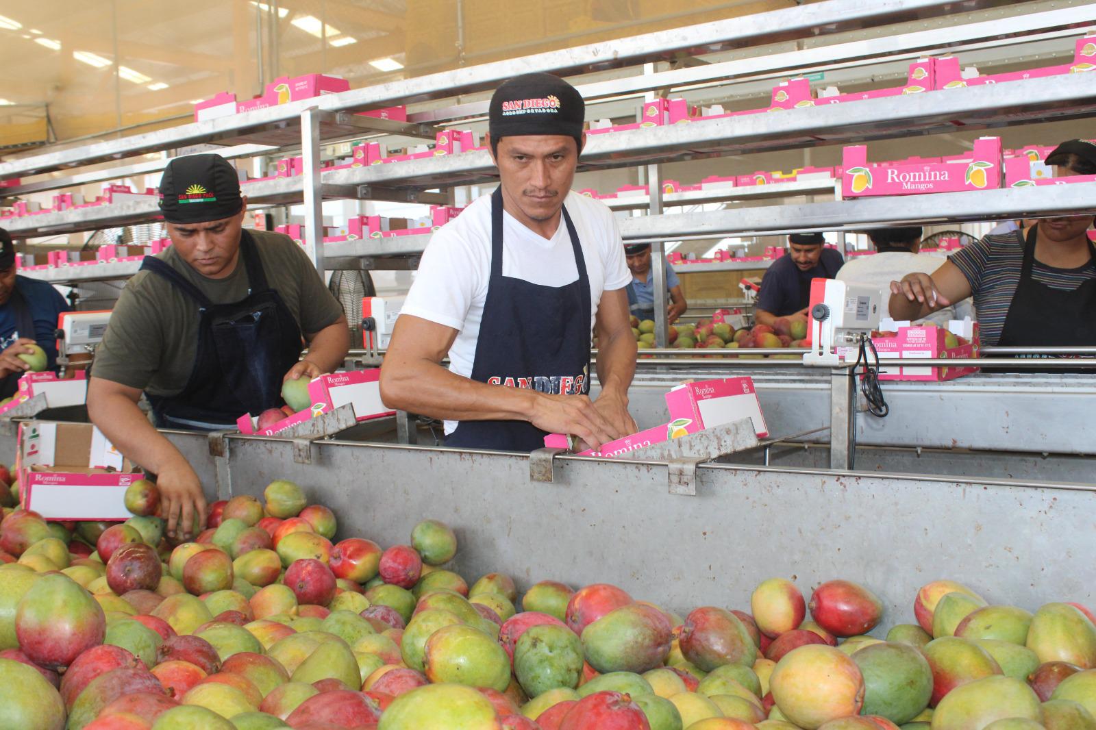 $!Juan Luis encuentra en el deseo de sacar a su familia adelante la habilidad para empacar cajas con mango