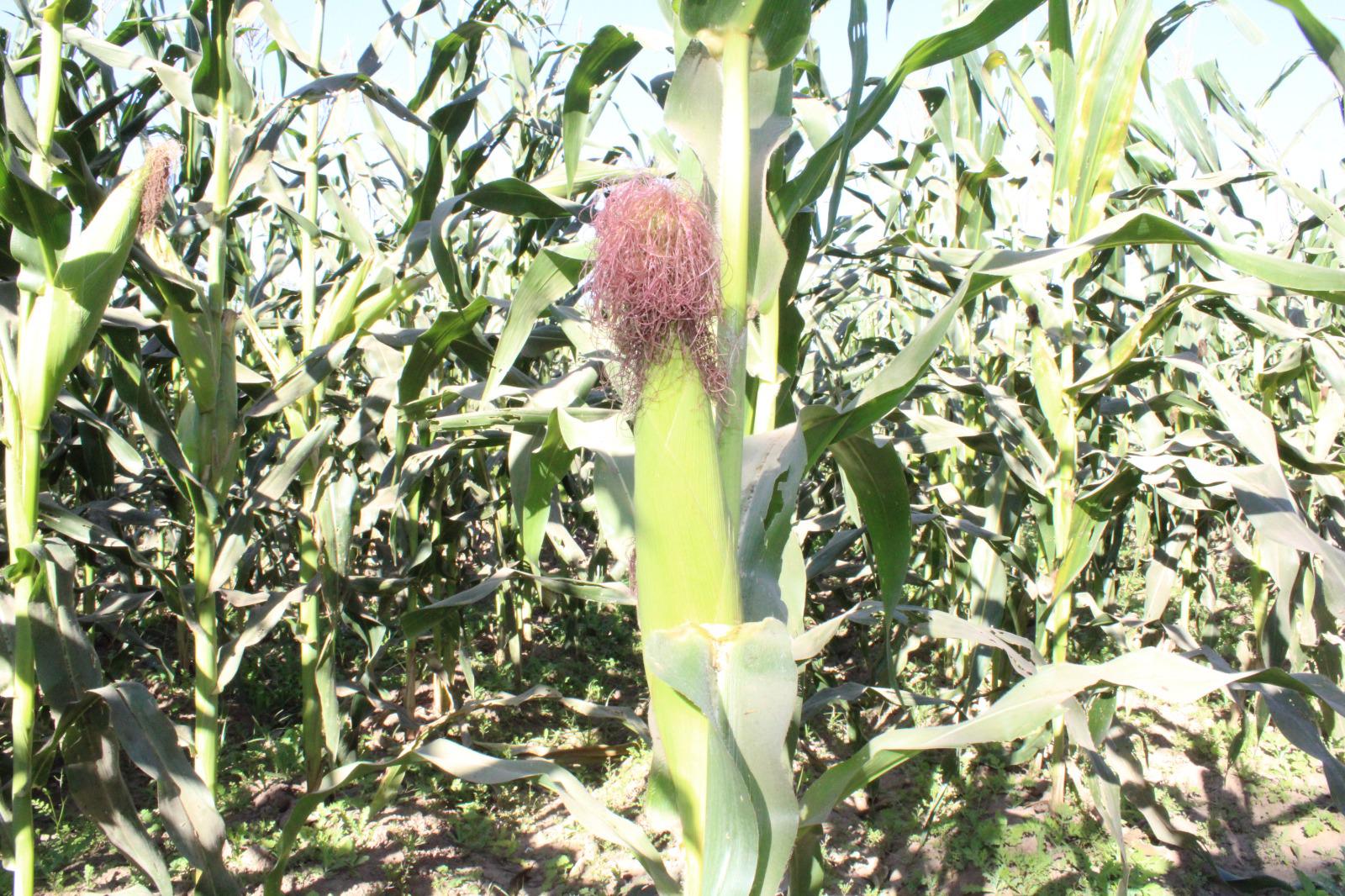 $!Se unen en Rosario a la tradicional cosecha de jícama