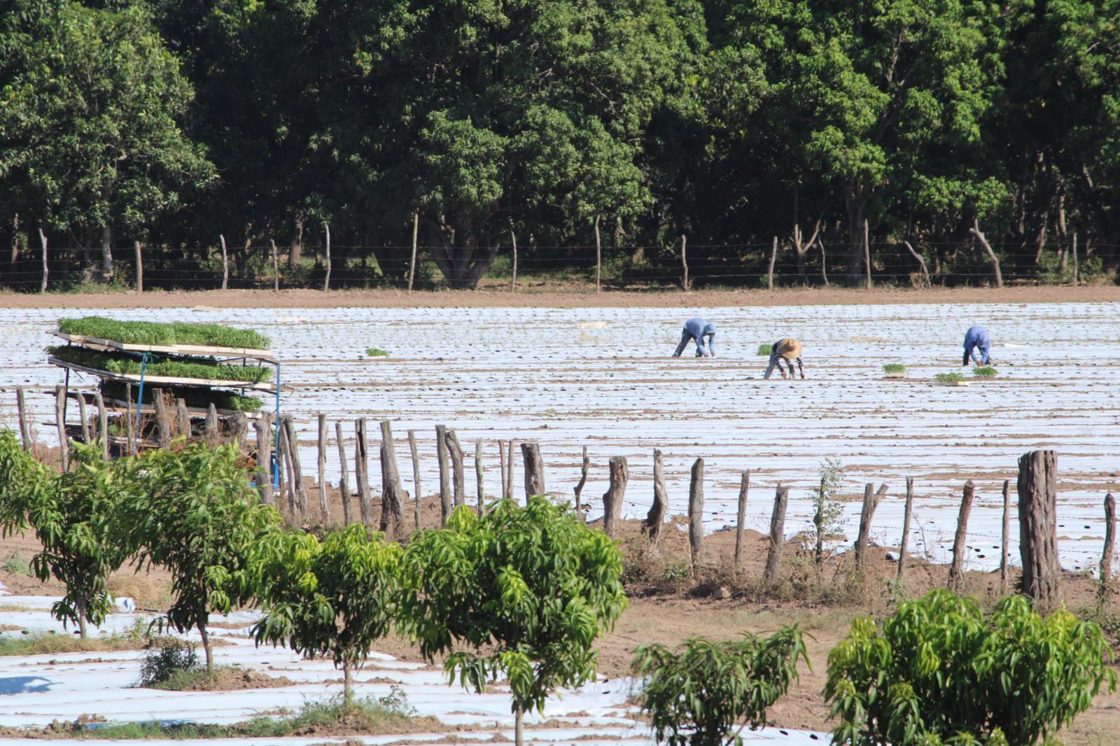 $!Por precios bajos en la producción, AARB califica de mala la temporada de hortalizas en Rosario