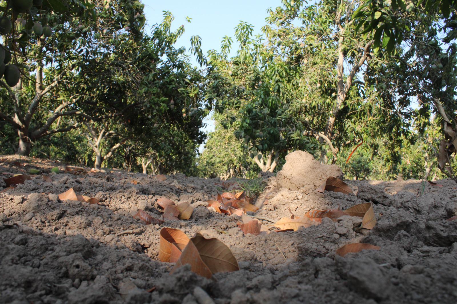 $!Ante la sequía, la unica esperanza es que en breve se vea el beneficio de la Presa Santa María: AARB