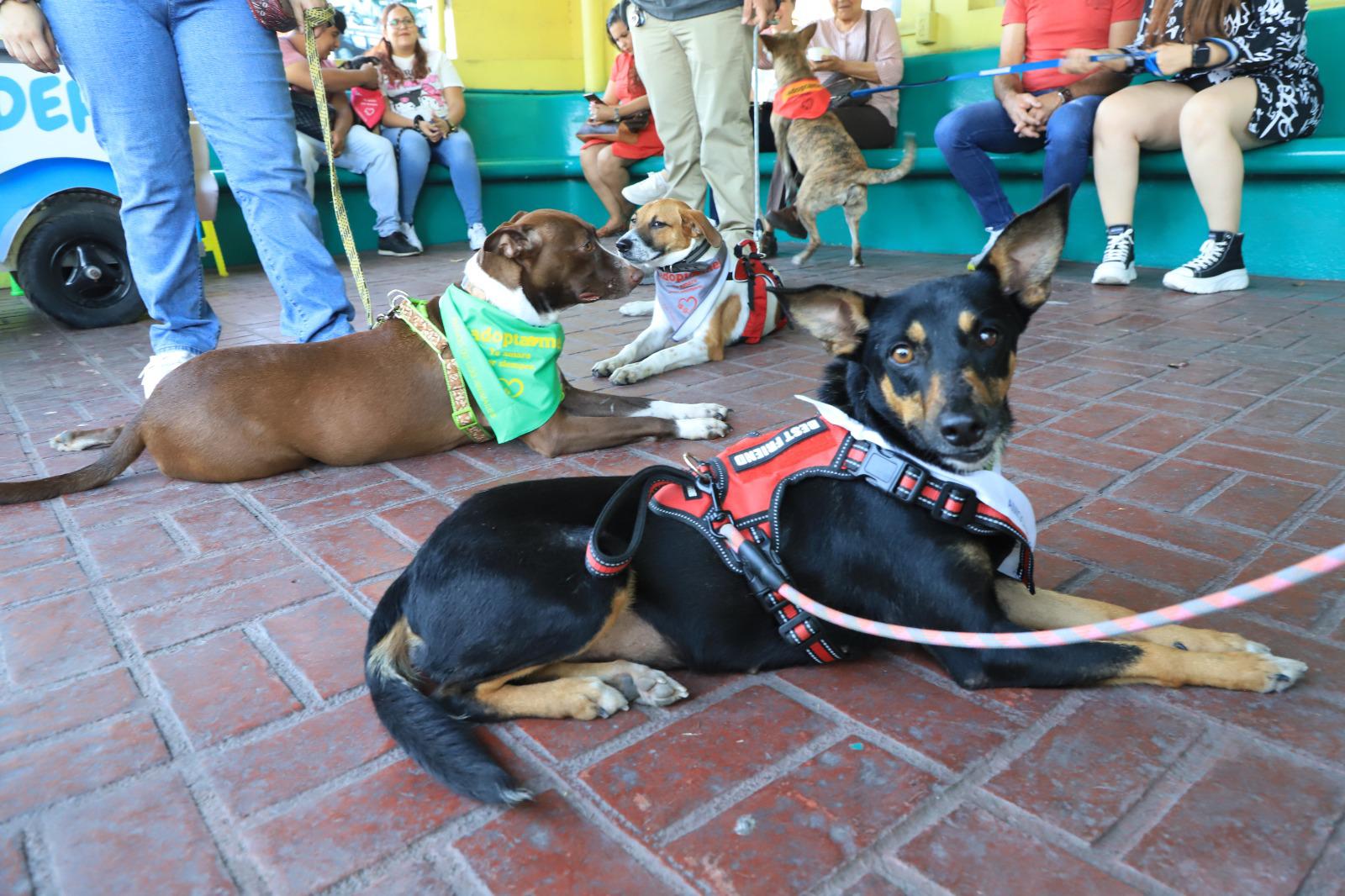 $!Realiza Amigos de los Animales Convivencia 2.0 con decenas de gatos y perros