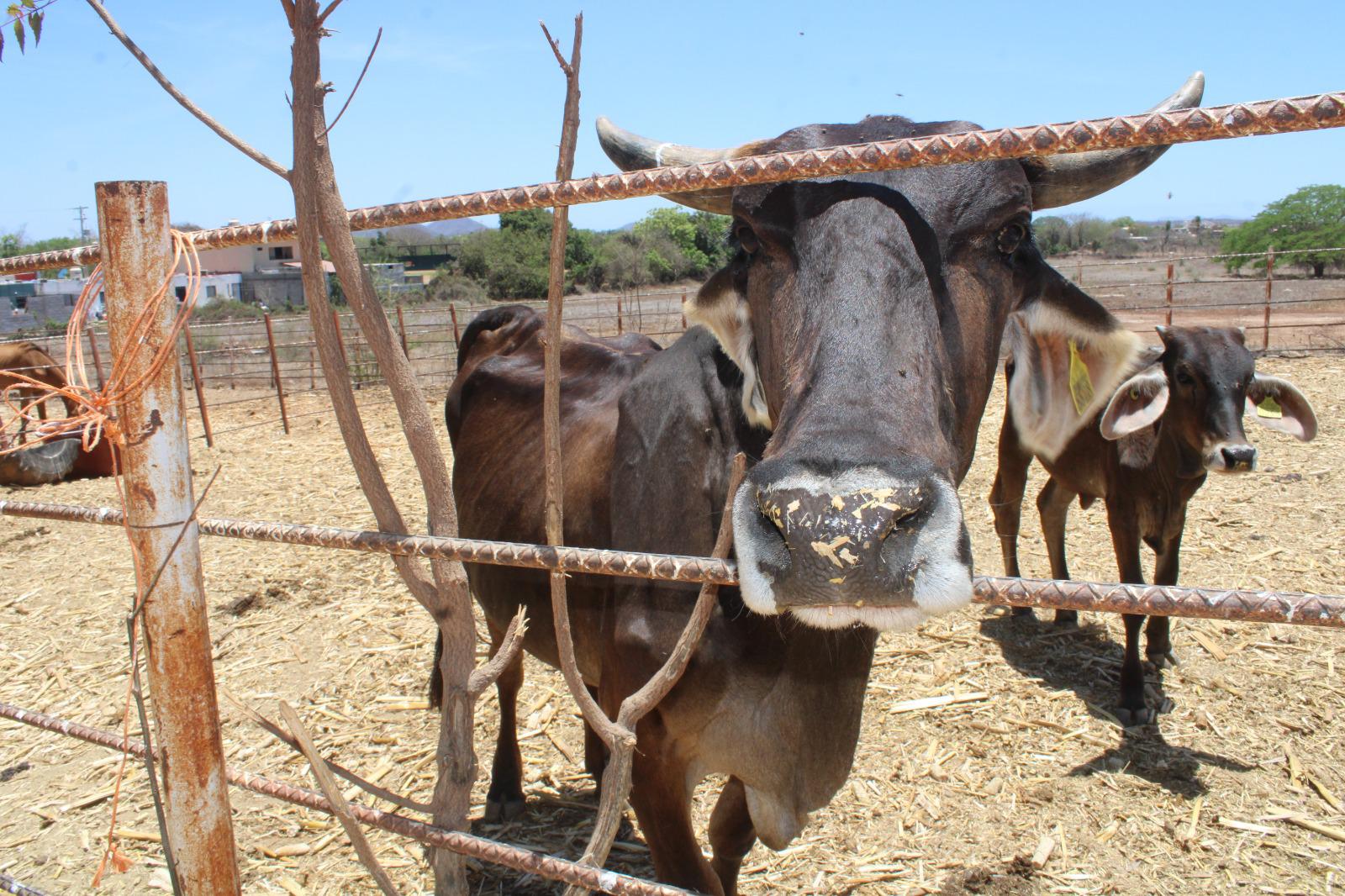 $!Líder ganadero en Rosario lamenta la falta de apoyo de las autoridades ante mortandad de ganado por la sequía