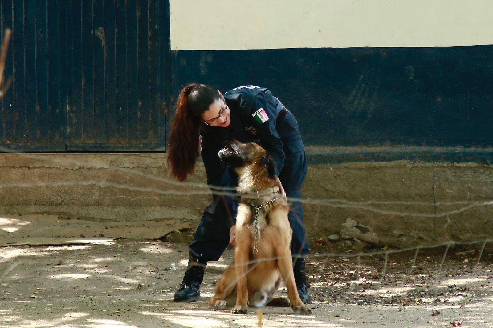 $!Guardianes de la seguridad en Culiacán, héroes de cuatro patas
