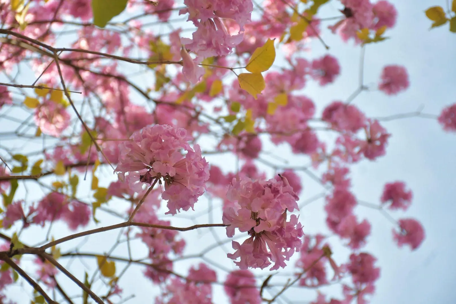 $!Arboles de amapa visten de colores el Centro de Culiacán