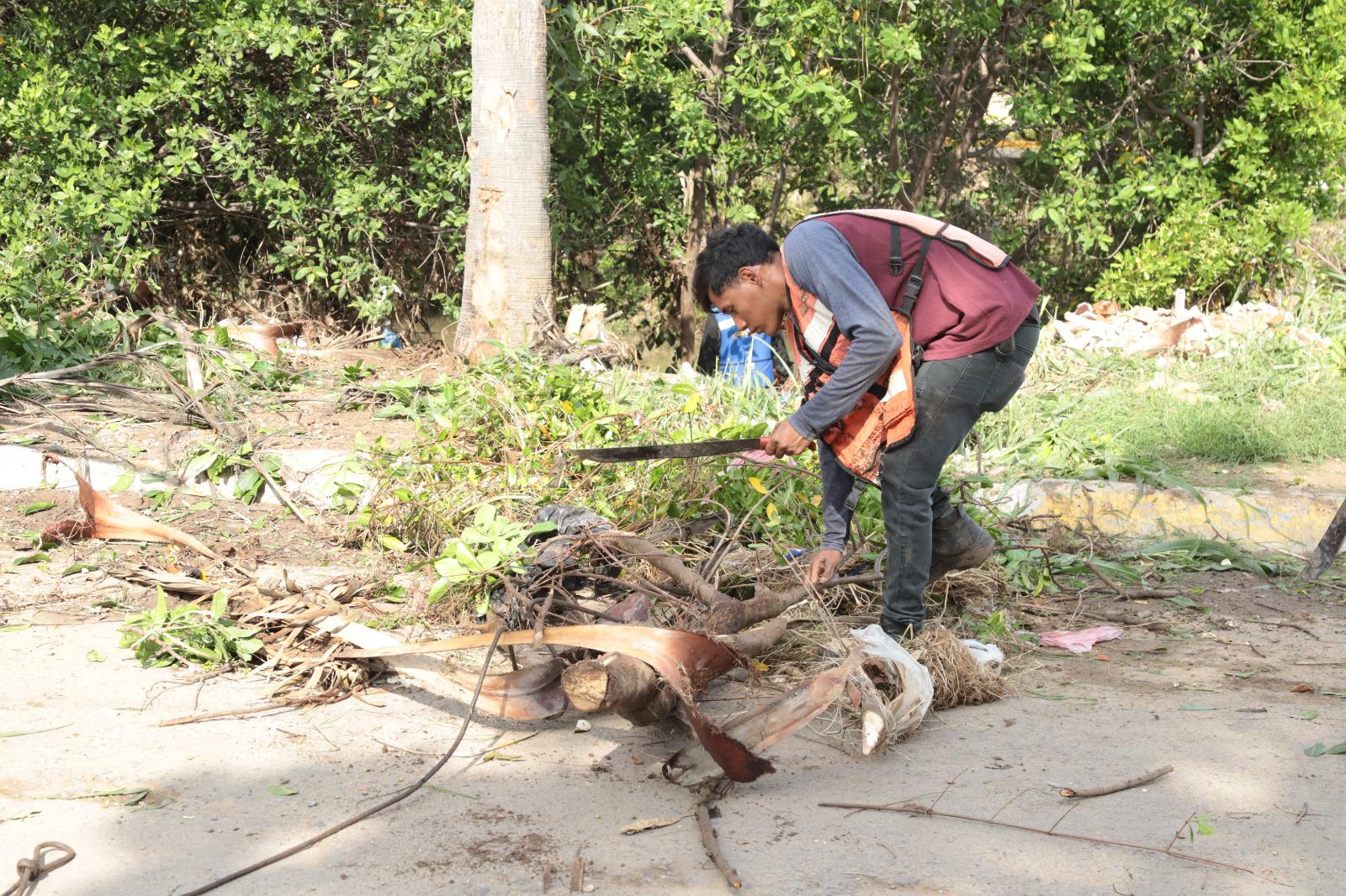 $!Brigada interviene en la tala de manglares protegidos en el Arroyo Jabalines en Mazatlán