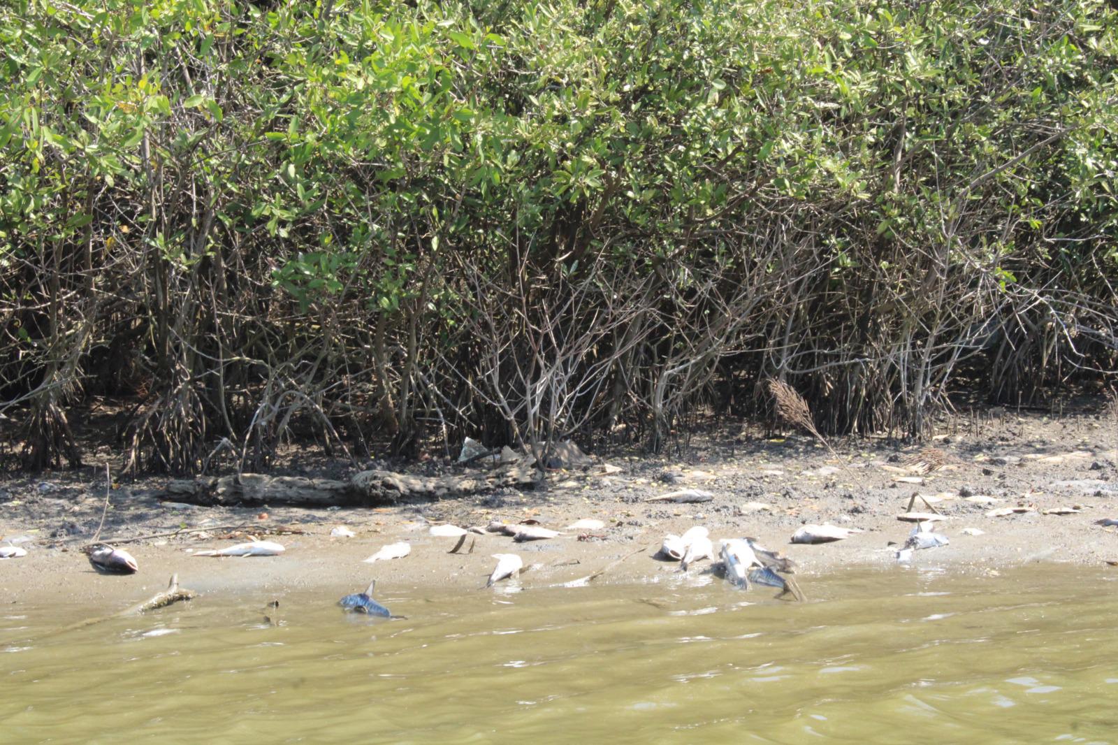 $!Sector pesquero del sur de Sinaloa tiene respaldo que hace muchos años se había buscado: Graciela Domínguez