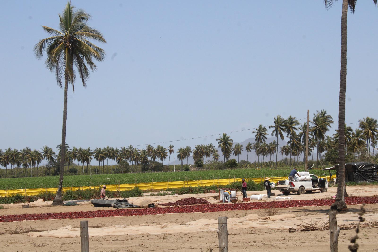 $!Productores en el valle de Rosario mantienen el secado artesanal de chiles