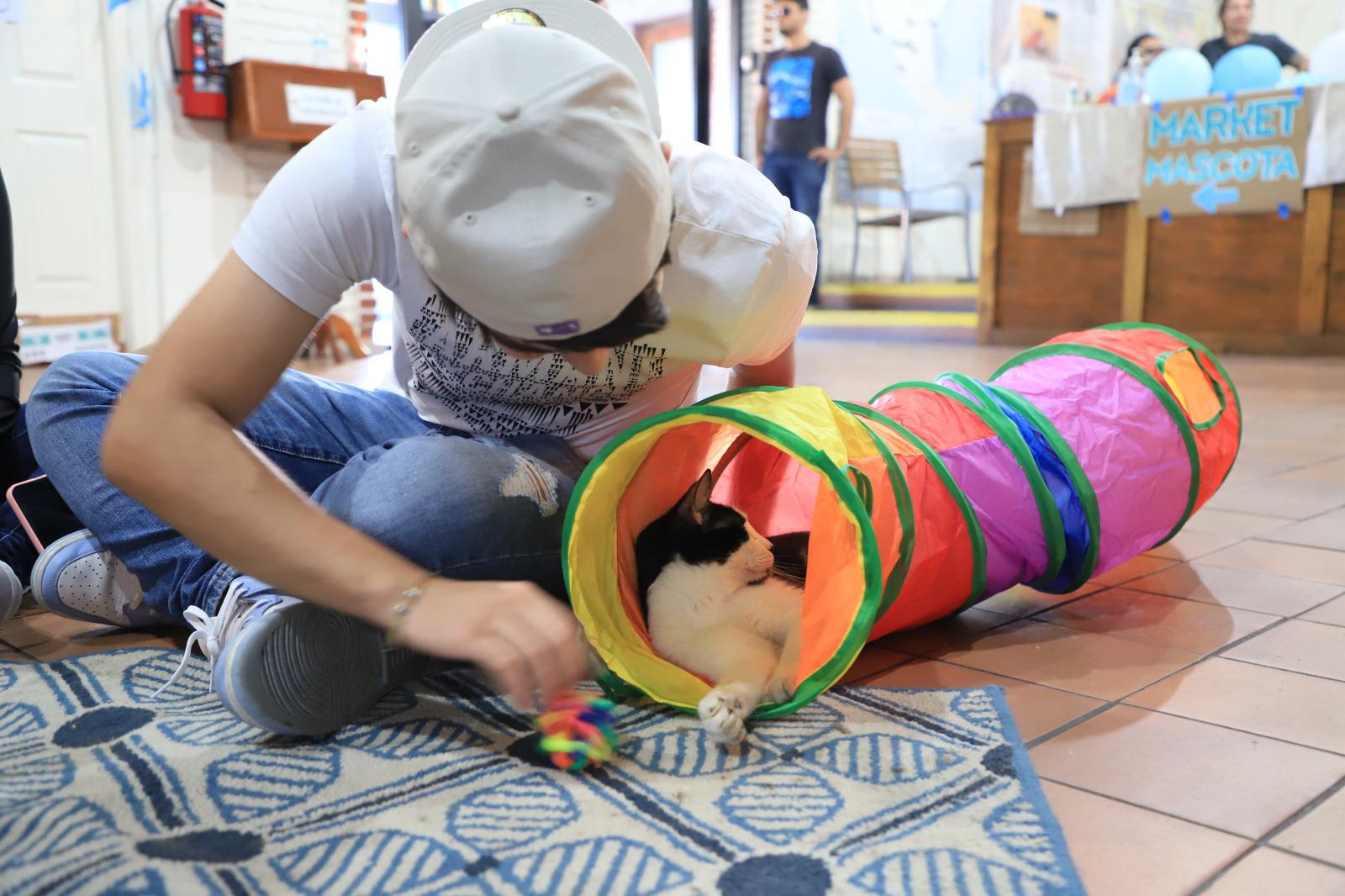 $!Realiza Amigos de los Animales Convivencia 2.0 con decenas de gatos y perros