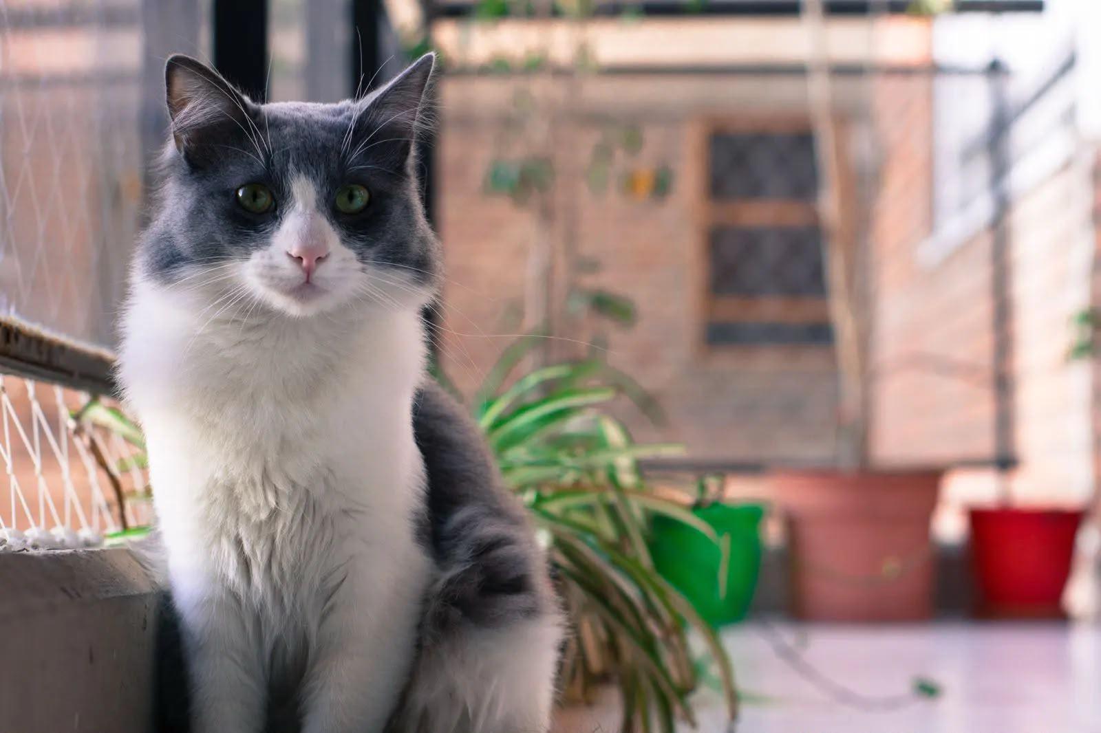 $!Día Internacional del Gato: El gato es la segunda mascota favorita de los mexicanos, pero solo 16% de sus tutores prioriza su vacunación
