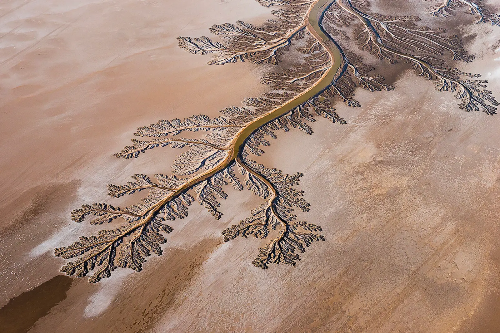 $!Revivir al Río Colorado: utilizan abejas y agua para restaurar el delta que unía a Estados Unidos con México