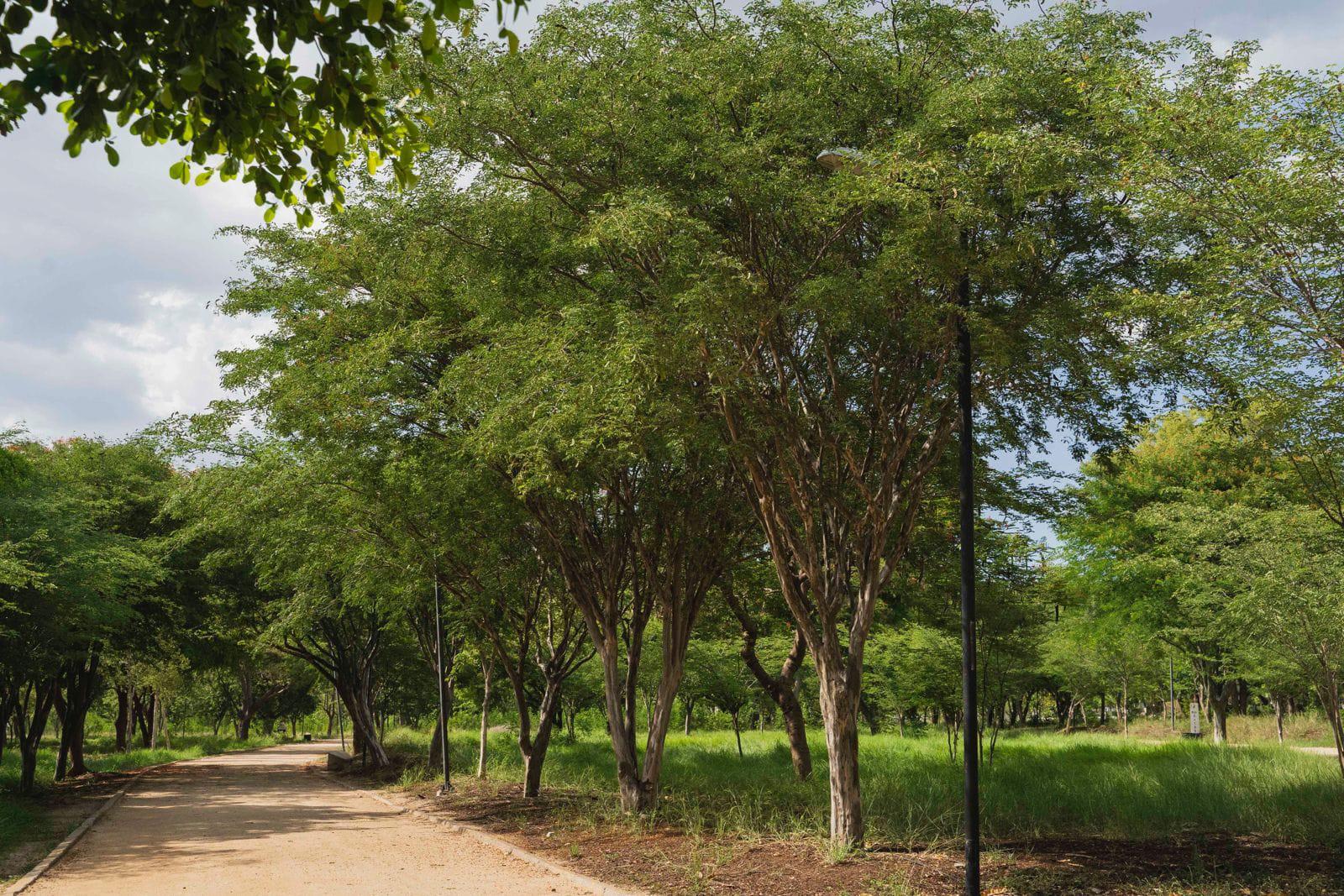 $!Plantas preservan historias y conocimientos de pueblos indígenas en Culiacán