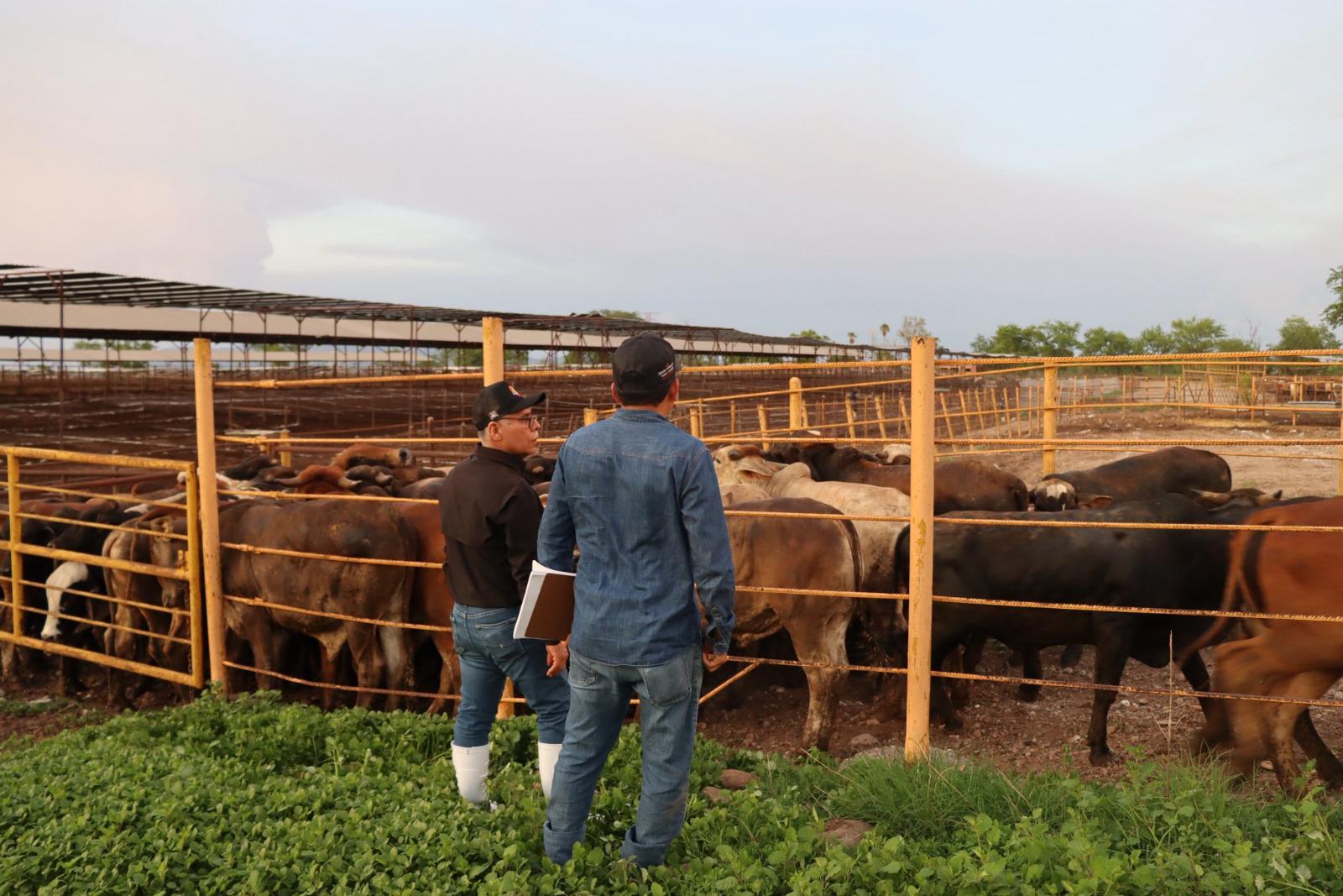 $!Ganaderos de Sinaloa respaldan medidas ante riesgo por gusano barrenador
