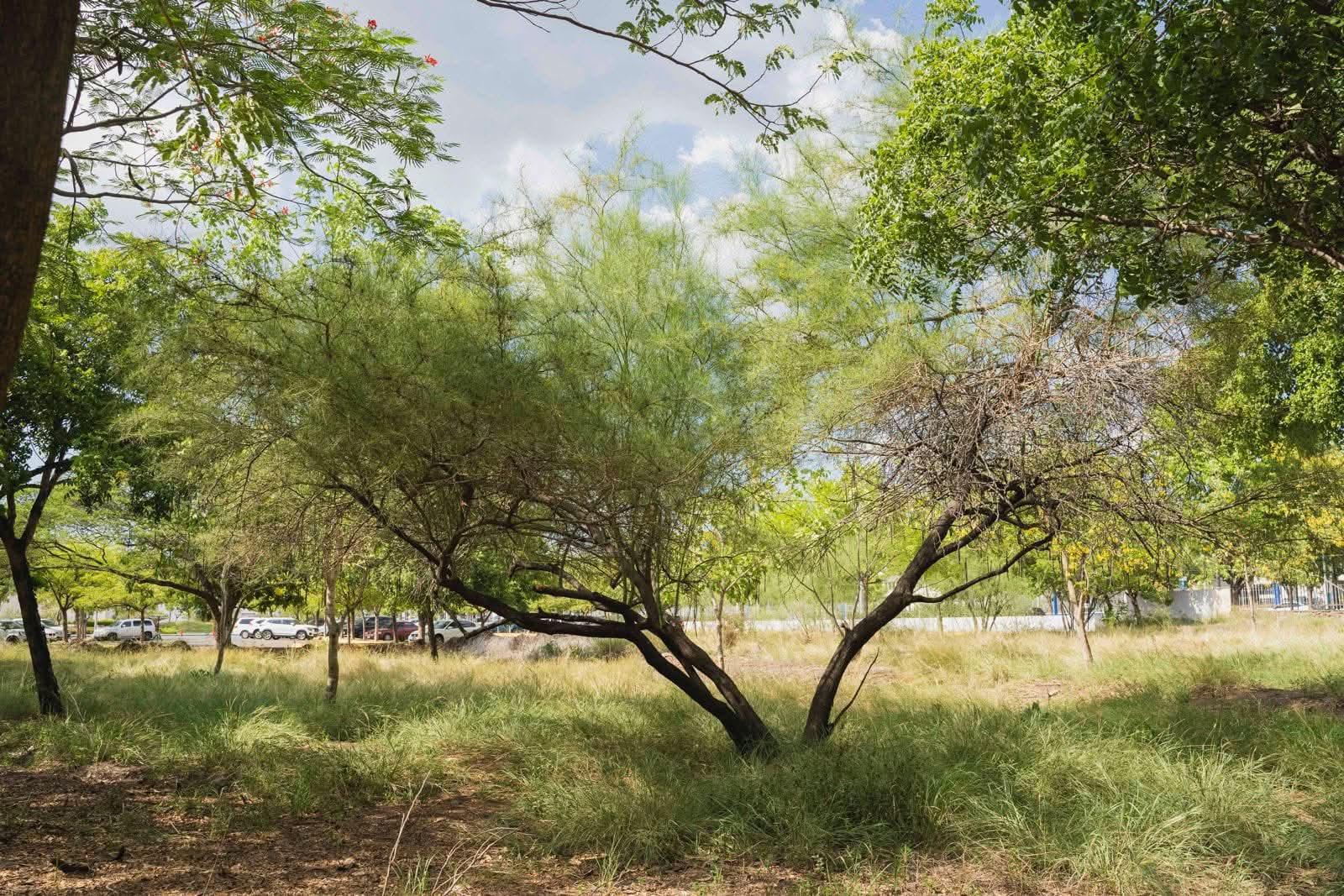 $!Plantas preservan historias y conocimientos de pueblos indígenas en Culiacán