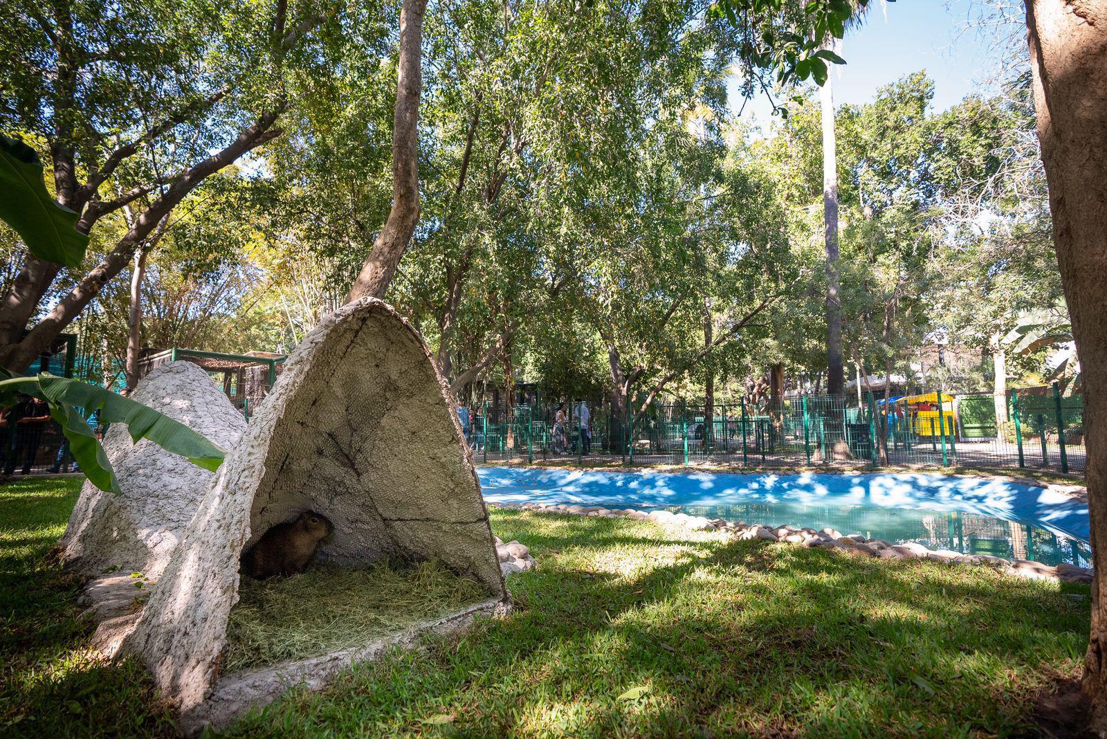 $!Buscan nombre para los nuevos capibaras y niños de Culiacán participan en dinámica del Zoológico de Culiacán