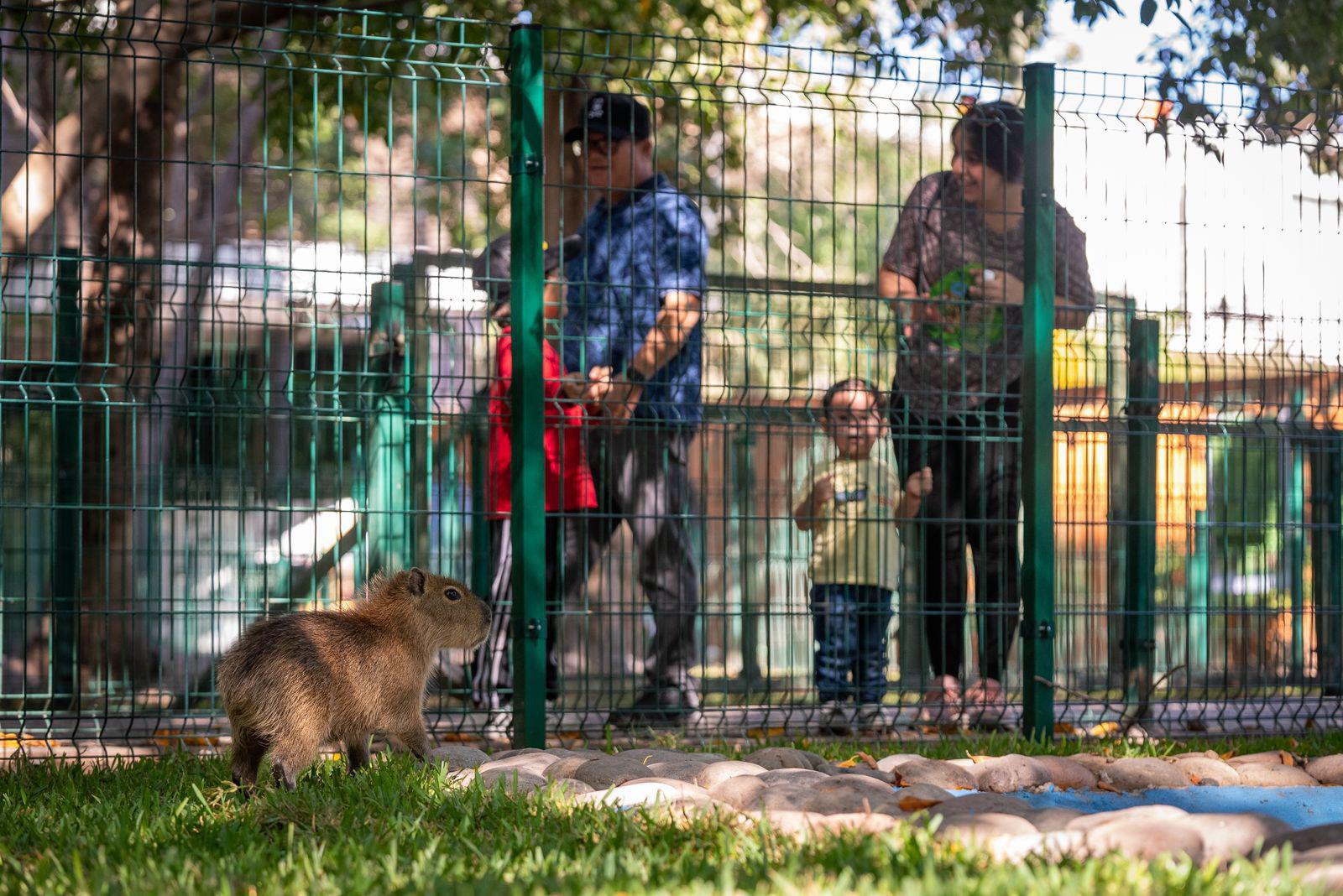 $!Buscan nombre para los nuevos capibaras y niños de Culiacán participan en dinámica del Zoológico de Culiacán
