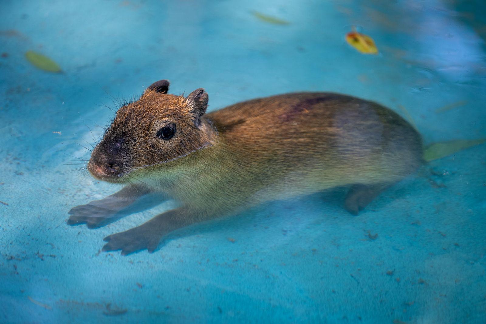 $!Buscan nombre para los nuevos capibaras y niños de Culiacán participan en dinámica del Zoológico de Culiacán