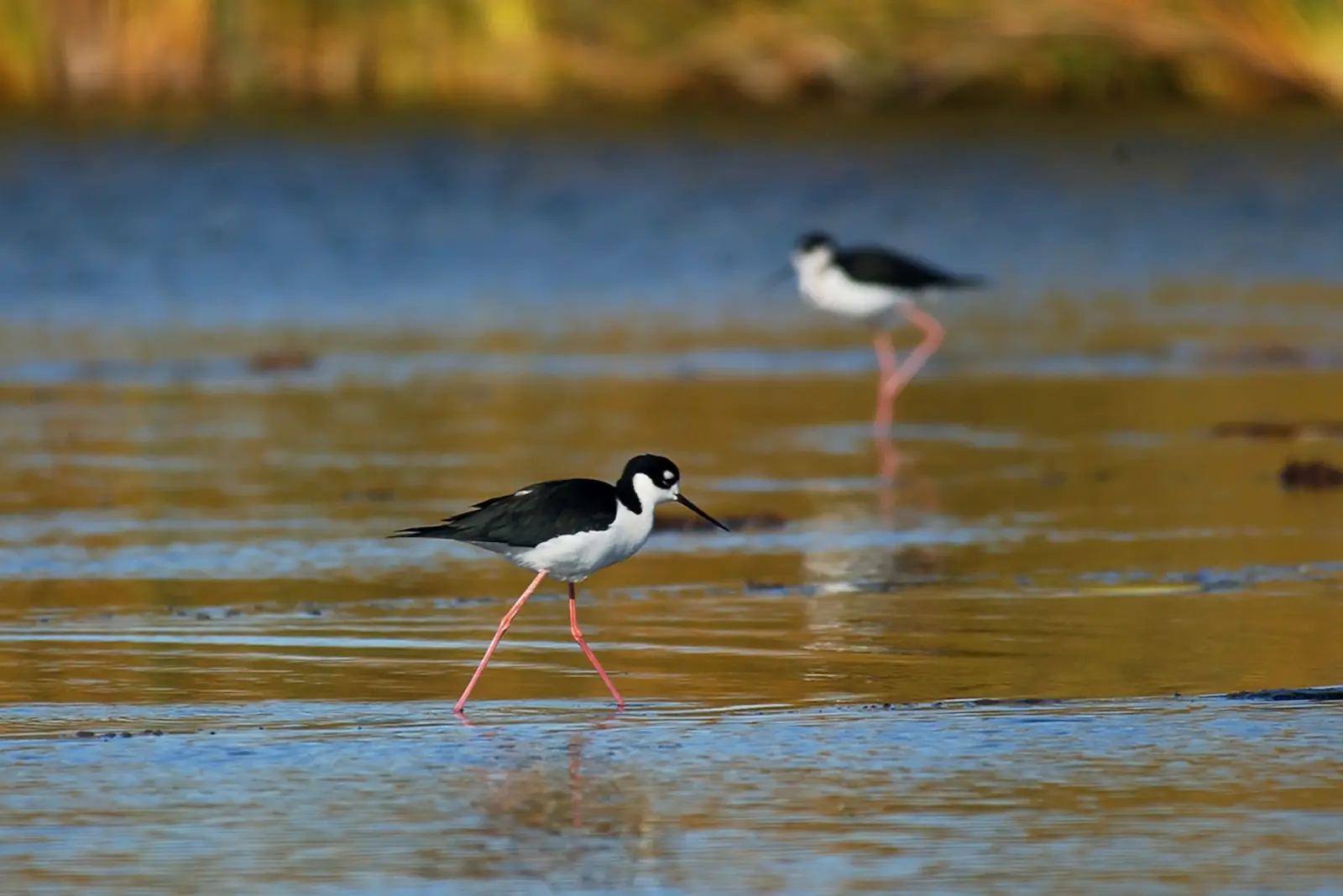 $!Monjita americana (Himantopus mexicanus) en la Ciénega de Santa Clara.