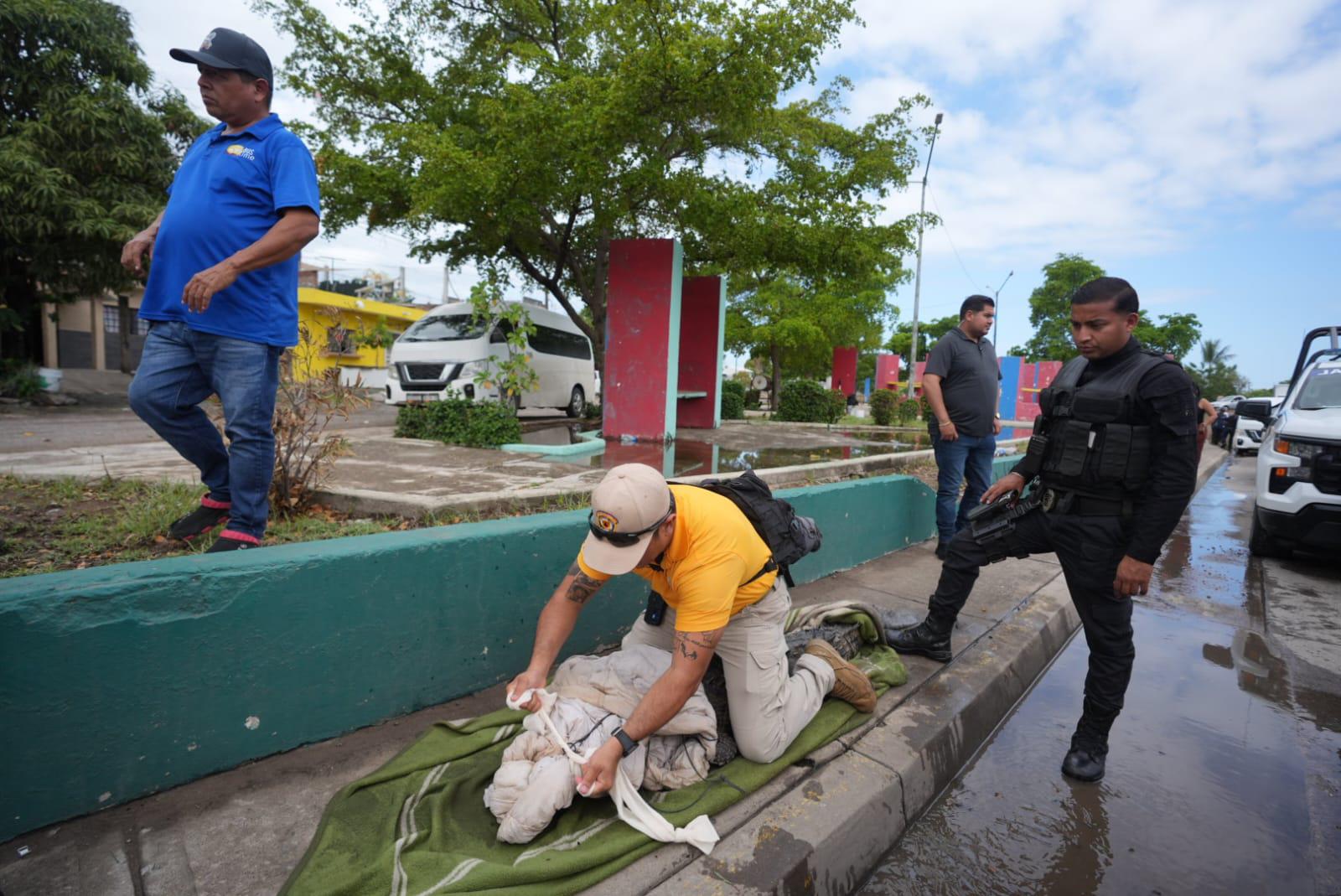 $!Capturan cocodrilo de más de dos metros que deambulaba por calles de Mazatlán
