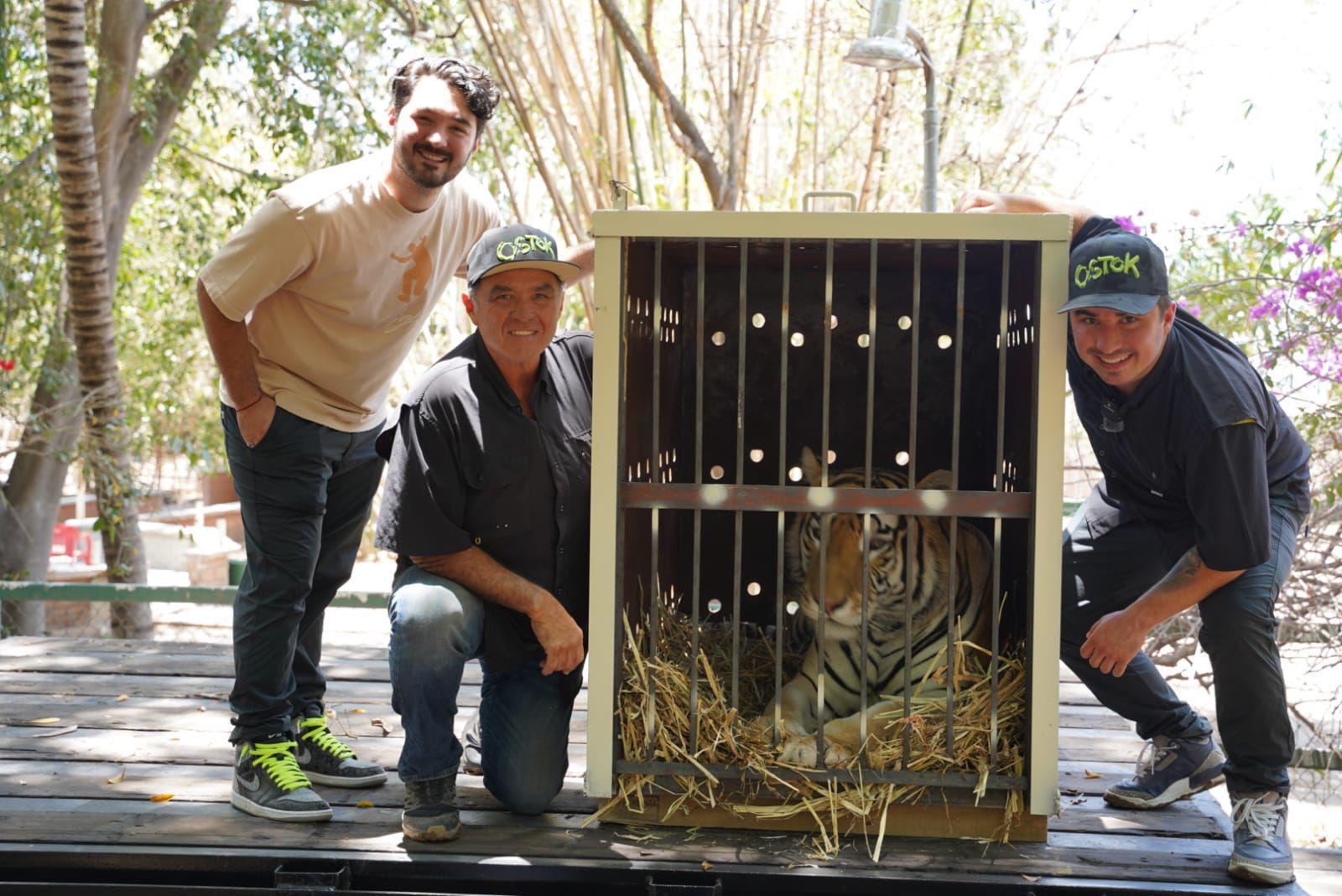 $!Desde Culiacán, envían 200 tigres rescatados a la India