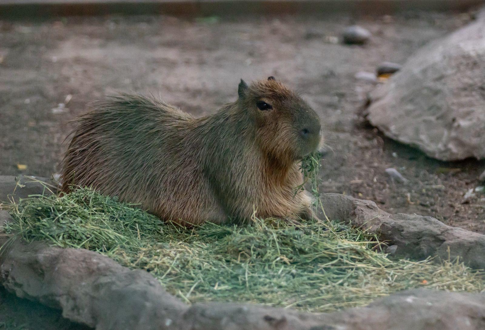 $!Comprueba Zoológico de Culiacán procedencia de 119 animales y solventa irregularidades