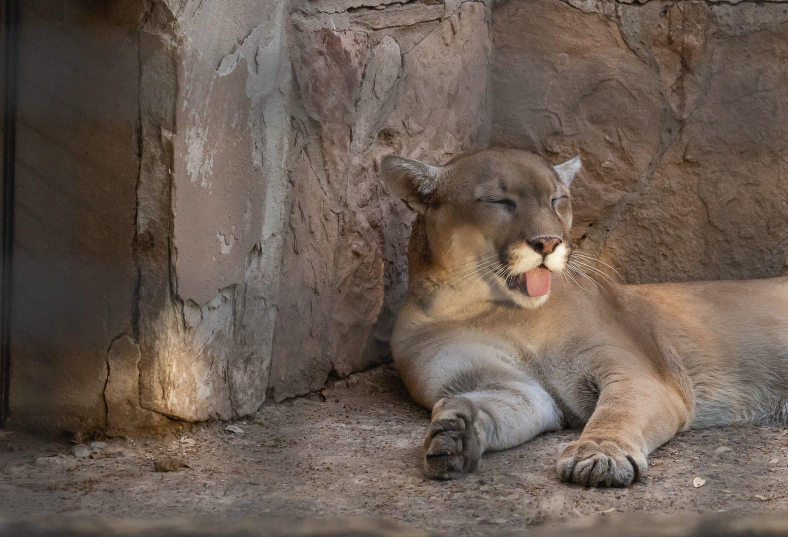 $!Comprueba Zoológico de Culiacán procedencia de 119 animales y solventa irregularidades