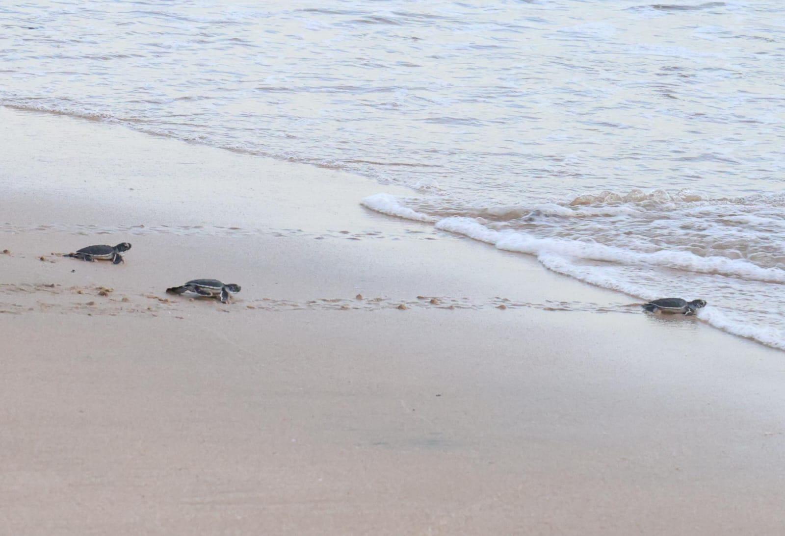 $!Liberan 43 crías de tortuga negra en playas de Mazatlán