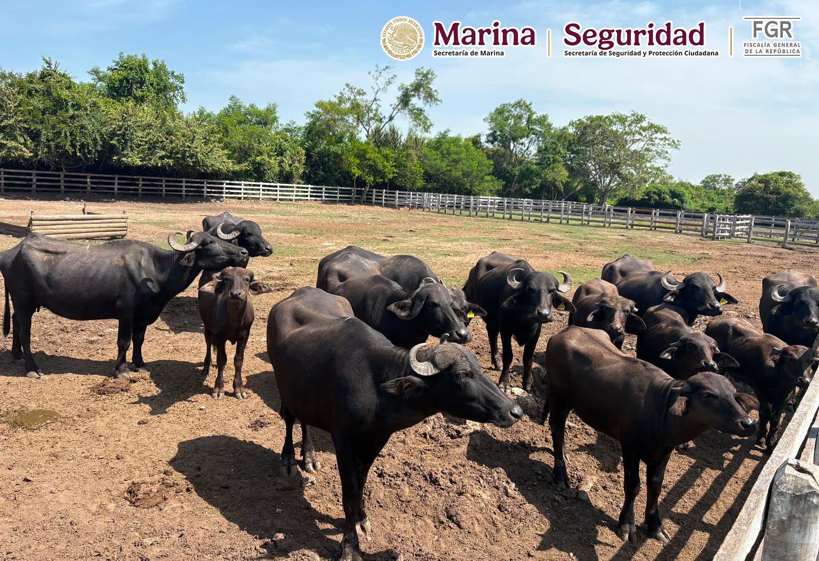 $!Aseguran 135 animales exóticos y 68 mil litros de diésel en Tamaulipas