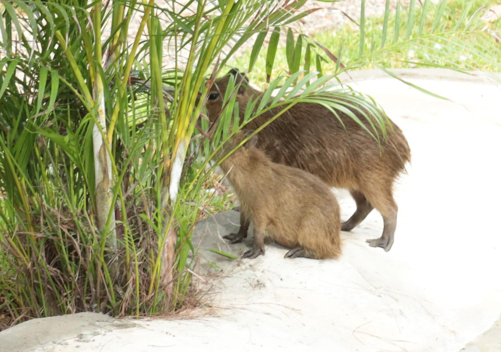 $!Presenta el Gran Acuario Mazatlán a sus nuevas inquilinas, cuatro capibaras
