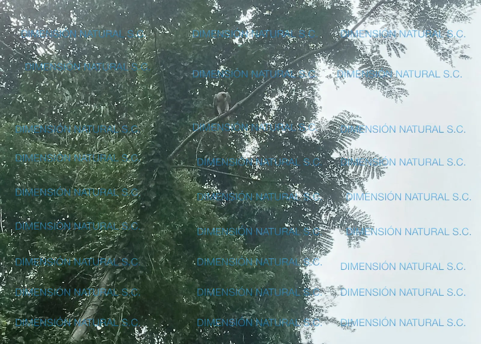 $!Águila harpía: reaparece la majestuosa ave rapaz que se creía extinta en México