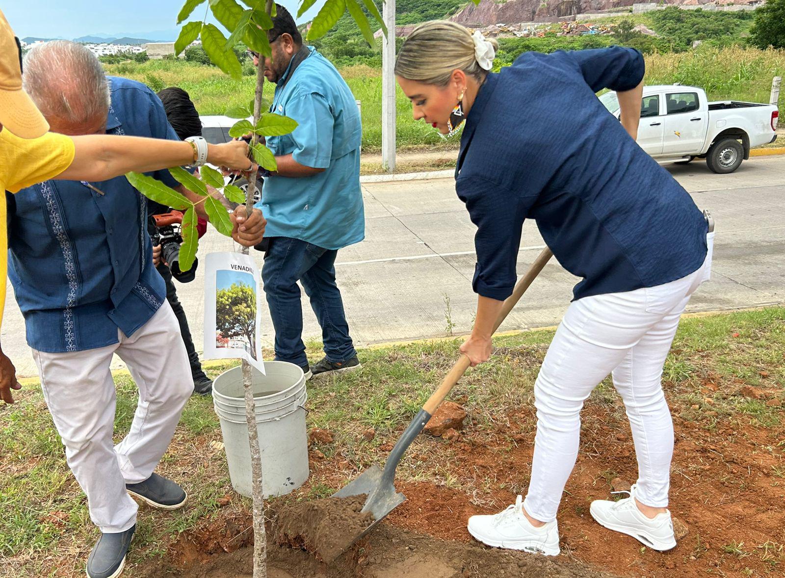 $!Avanza campaña de arborización en Mazatlán con siembra de 60 árboles