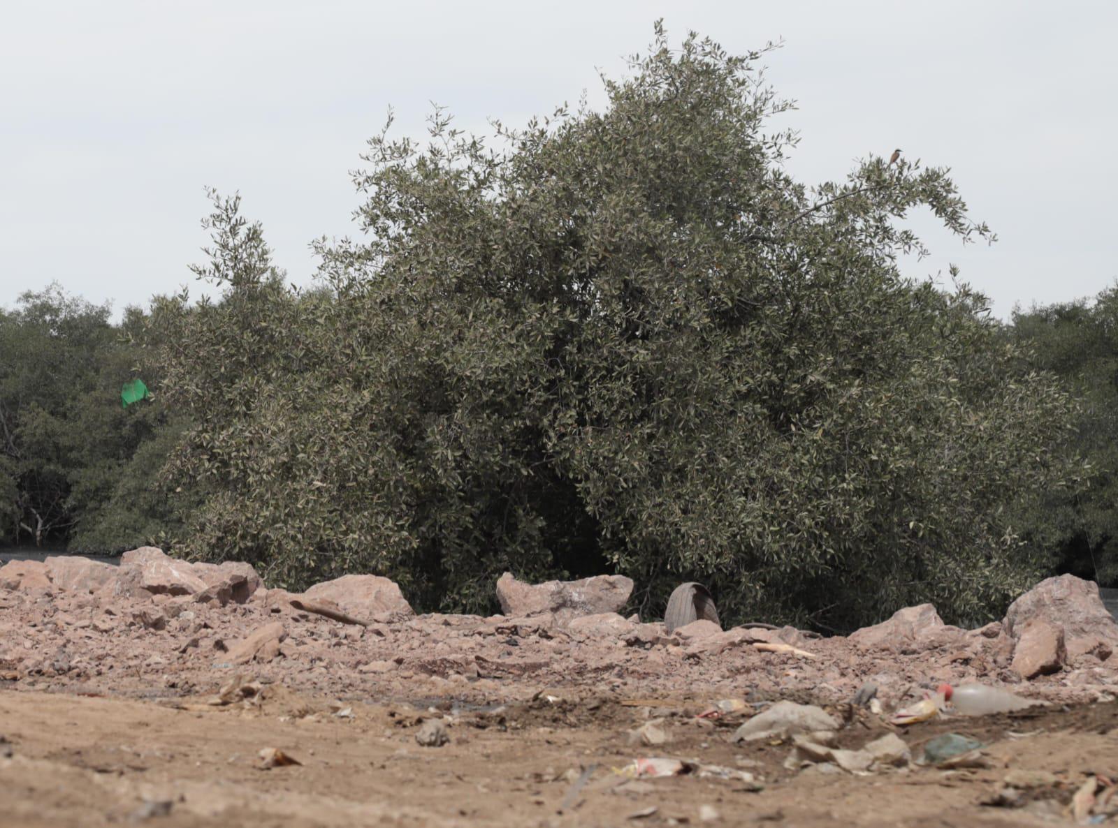 $!Invasión en Parque Bonfil continúa extendiéndose por varios terrenos del manglar
