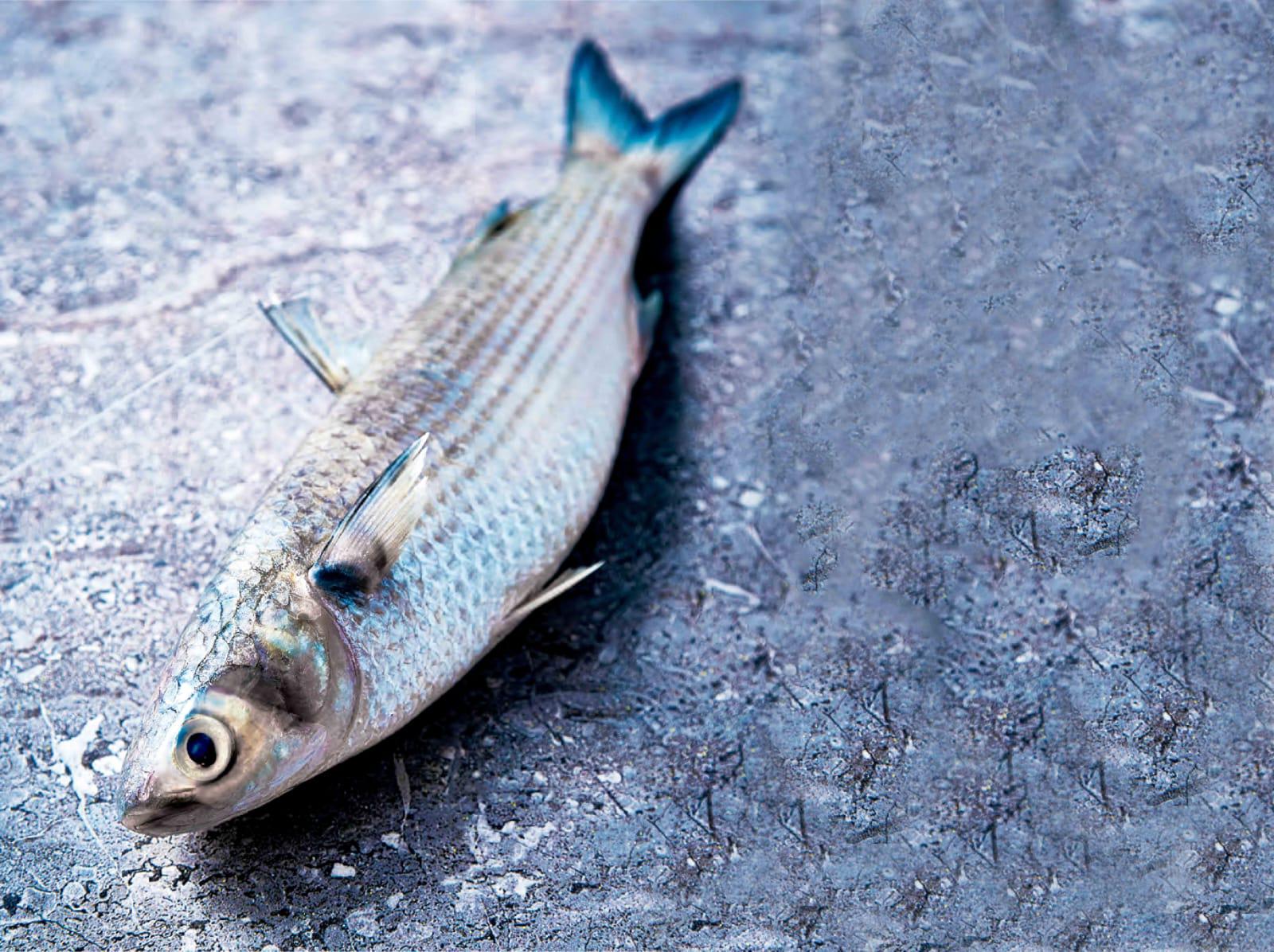 $!Inicia veda en callo de hacha, liseta, ostiones y otros peces en 15 estados de México