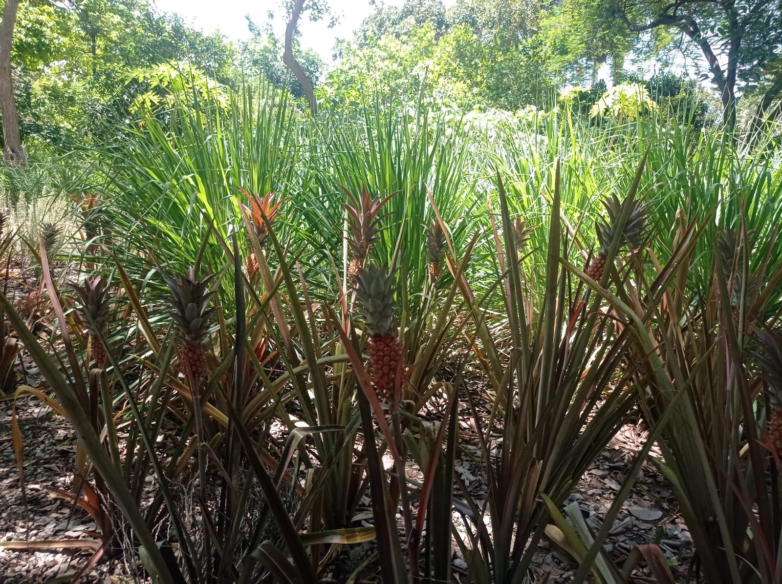 $!Plantas preservan historias y conocimientos de pueblos indígenas en Culiacán