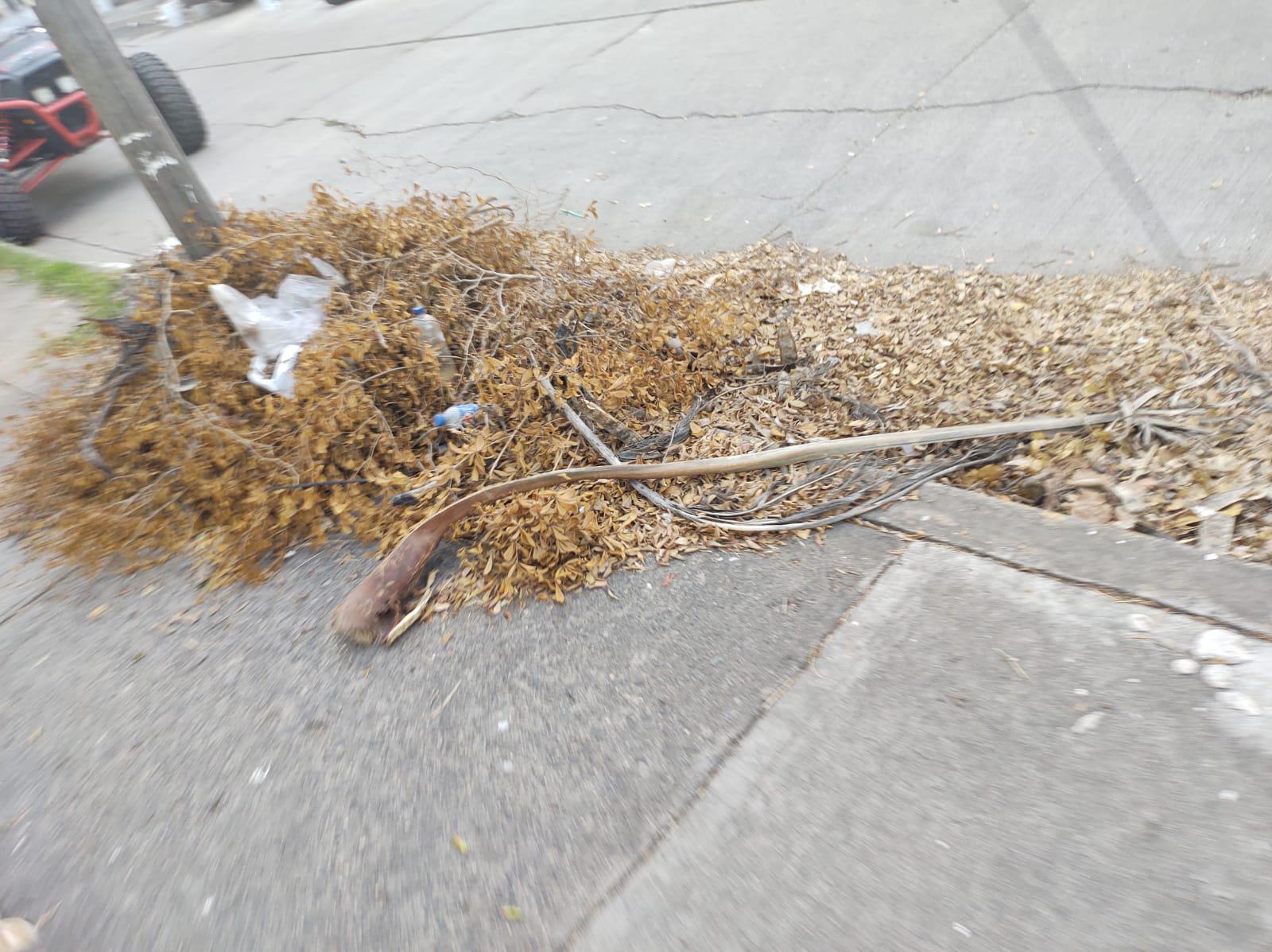 $!Piden en Parque de la López Mateos retirar restos de árboles y ramas derribadas por huracán