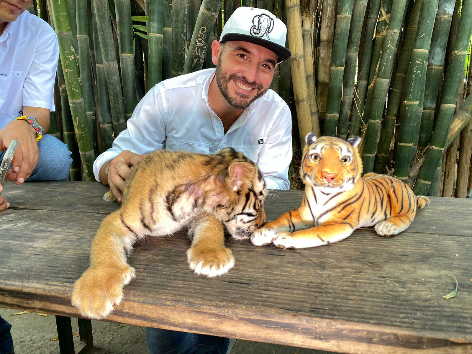 $!Nace tigre de bengala en el Zoológico de Culiacán