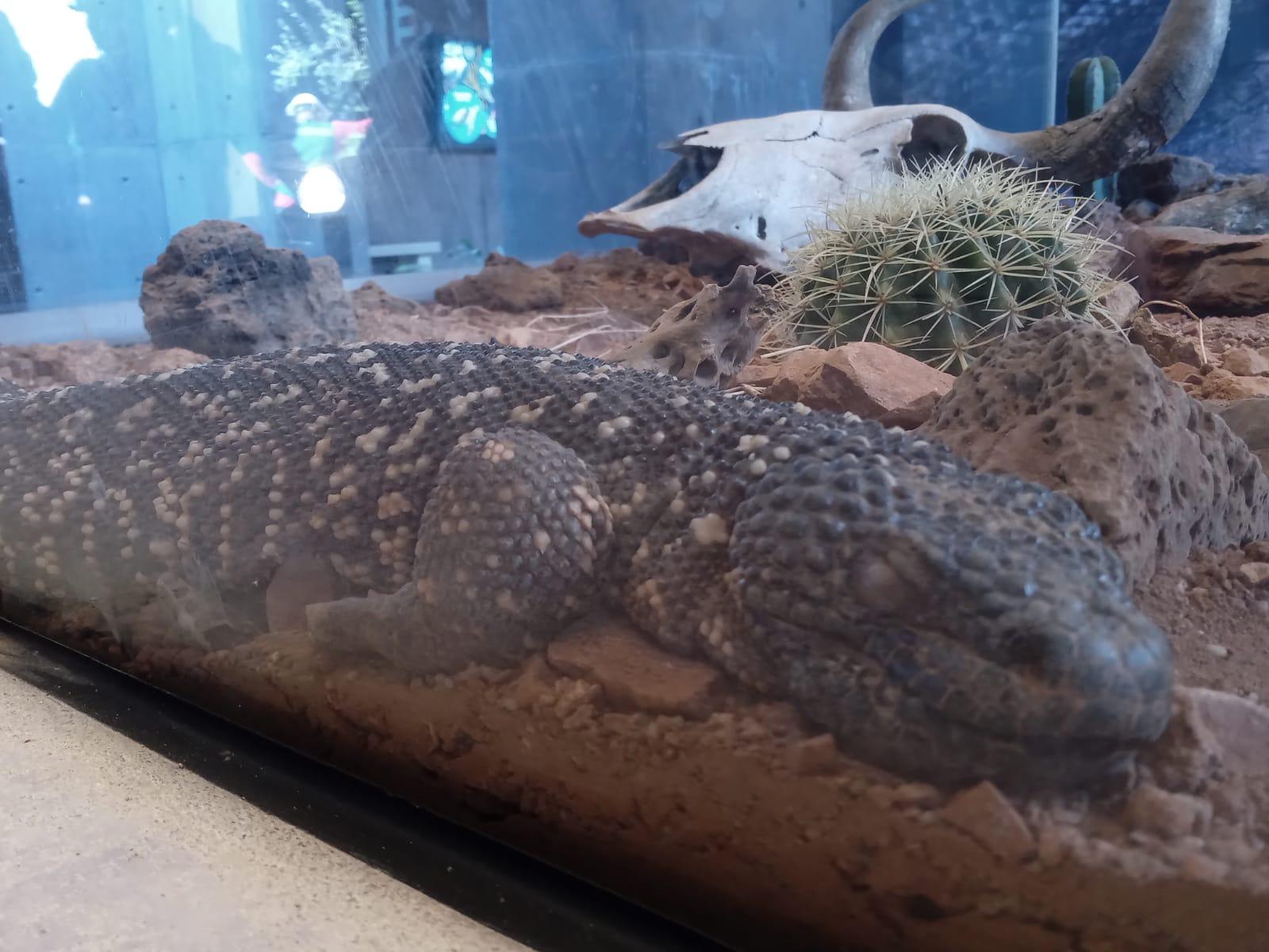 $!‘Emerge del océano’ Nuevo Acuario Mazatlán Mar de Cortés y muestra su belleza al mundo